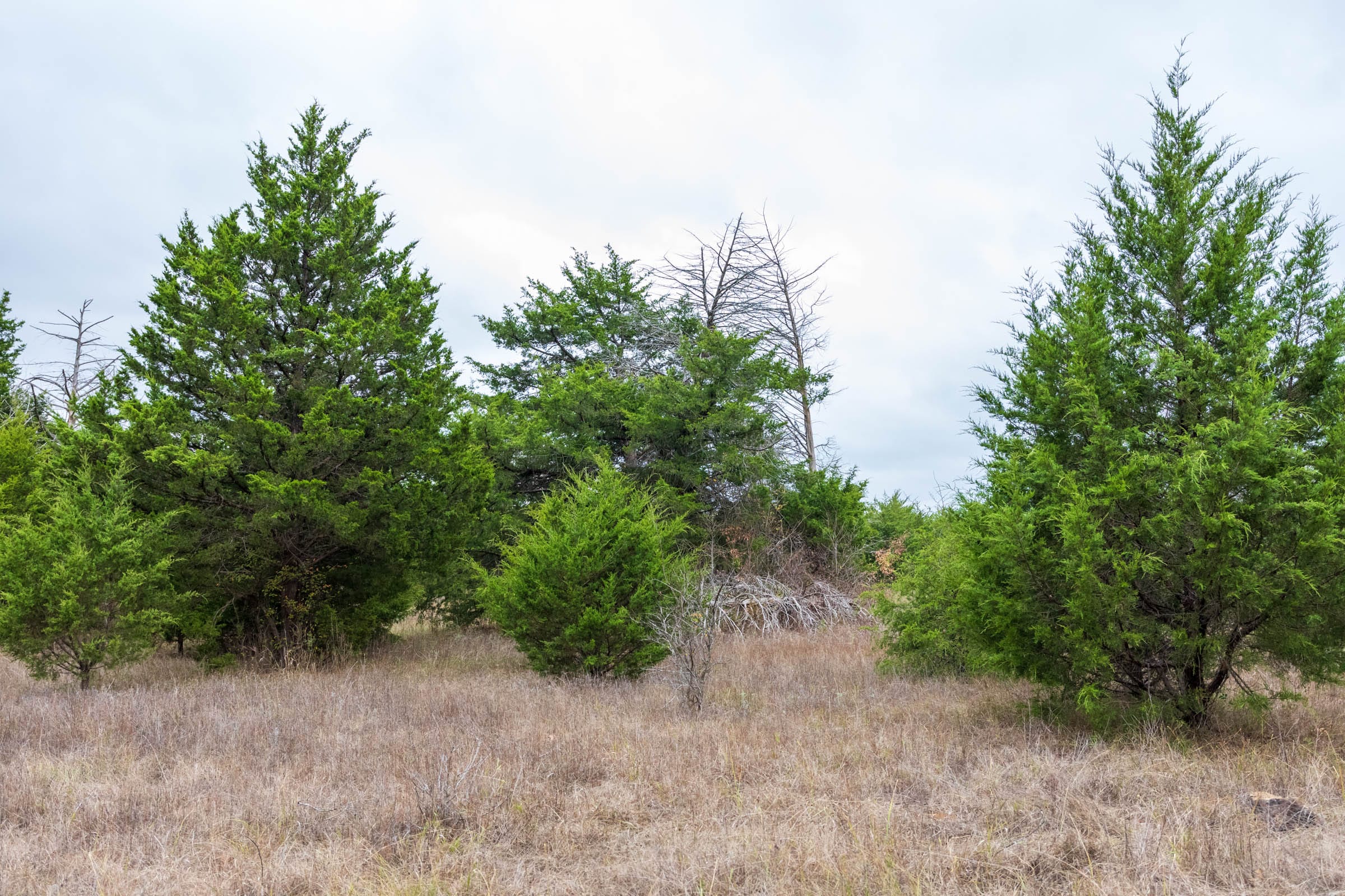 Crystal Springs Tract 3 photo 21