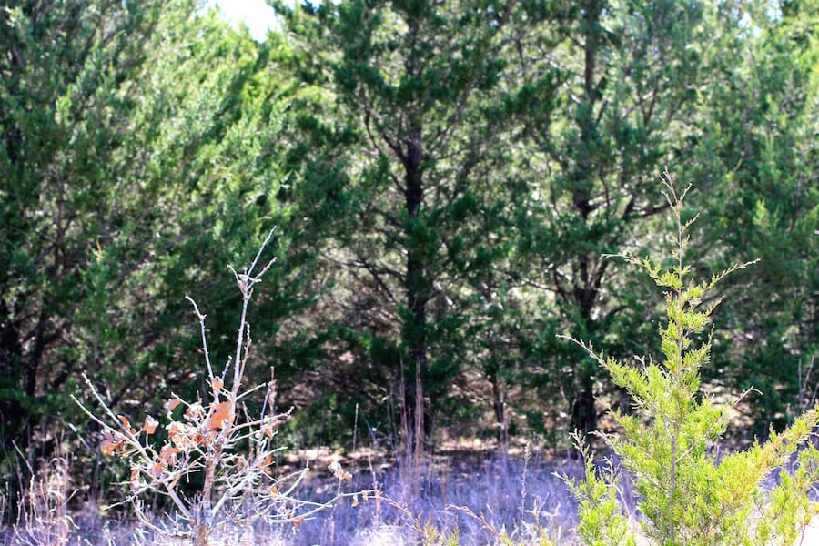 Montgomery Ranch Tract 13 photo 6