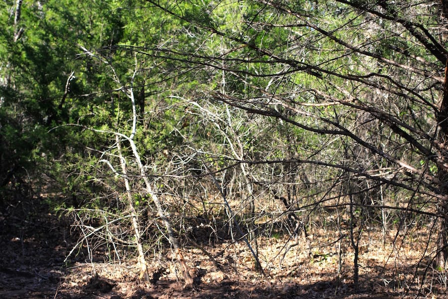 Montgomery Ranch Tract 13 photo 8