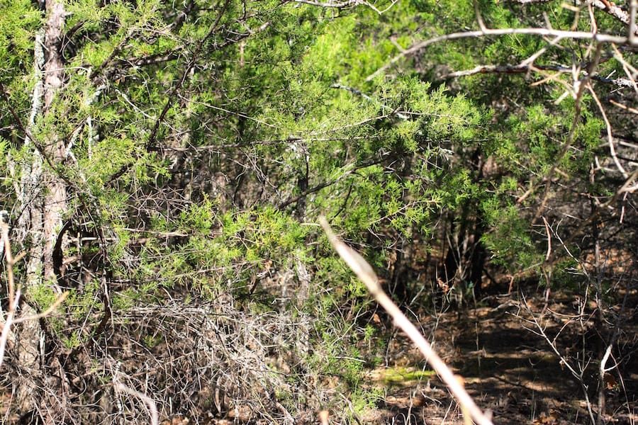 Montgomery Ranch Tract 13 photo 9