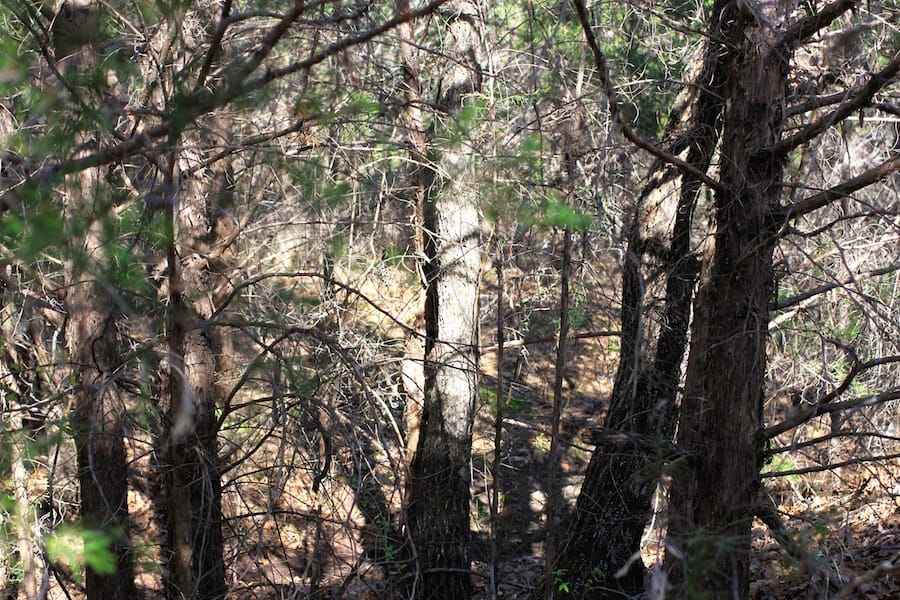 Montgomery Ranch Tract 13 photo 10