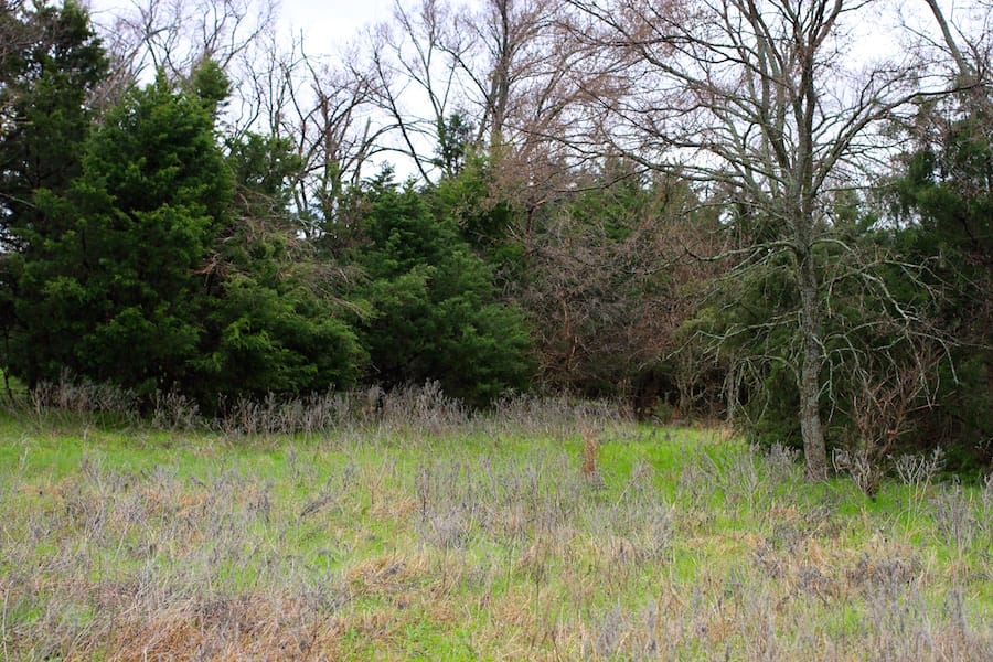 Montgomery Ranch Tract 13 photo 17