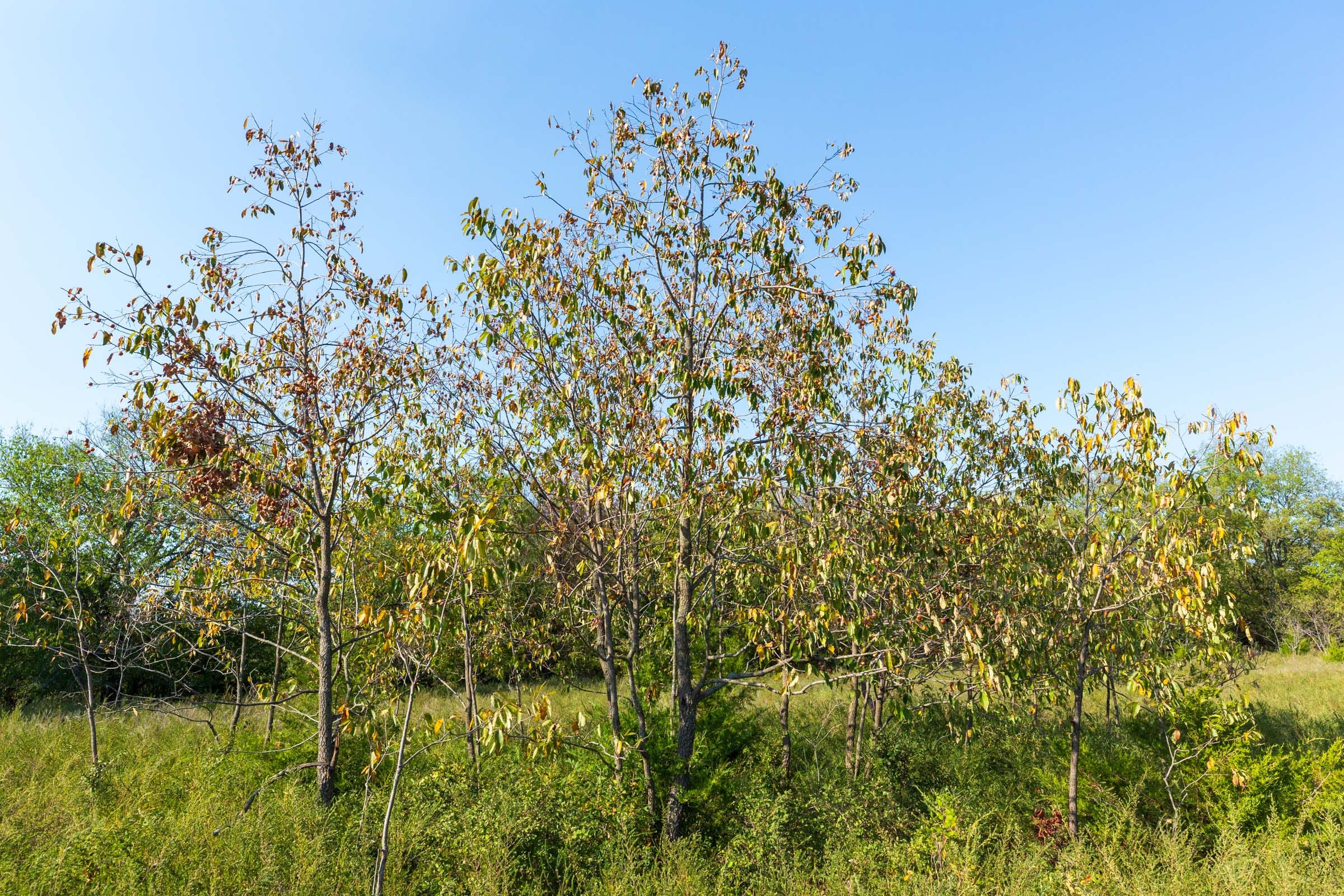 Canyon Creek Tract 18 photo 6