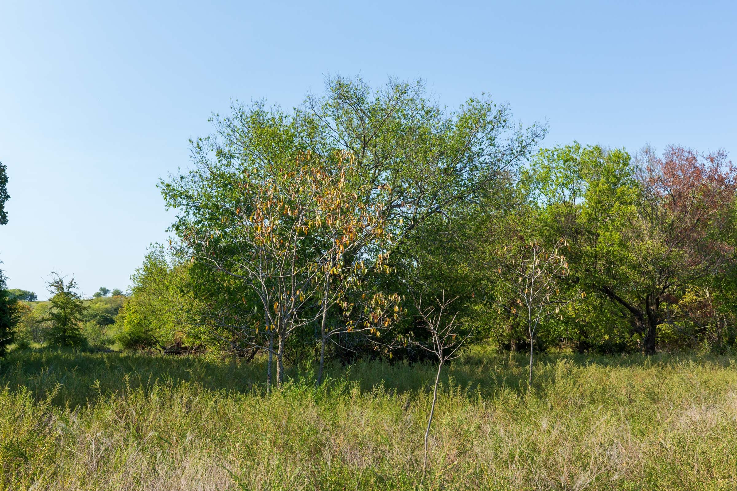 Canyon Creek Tract 18 photo 9
