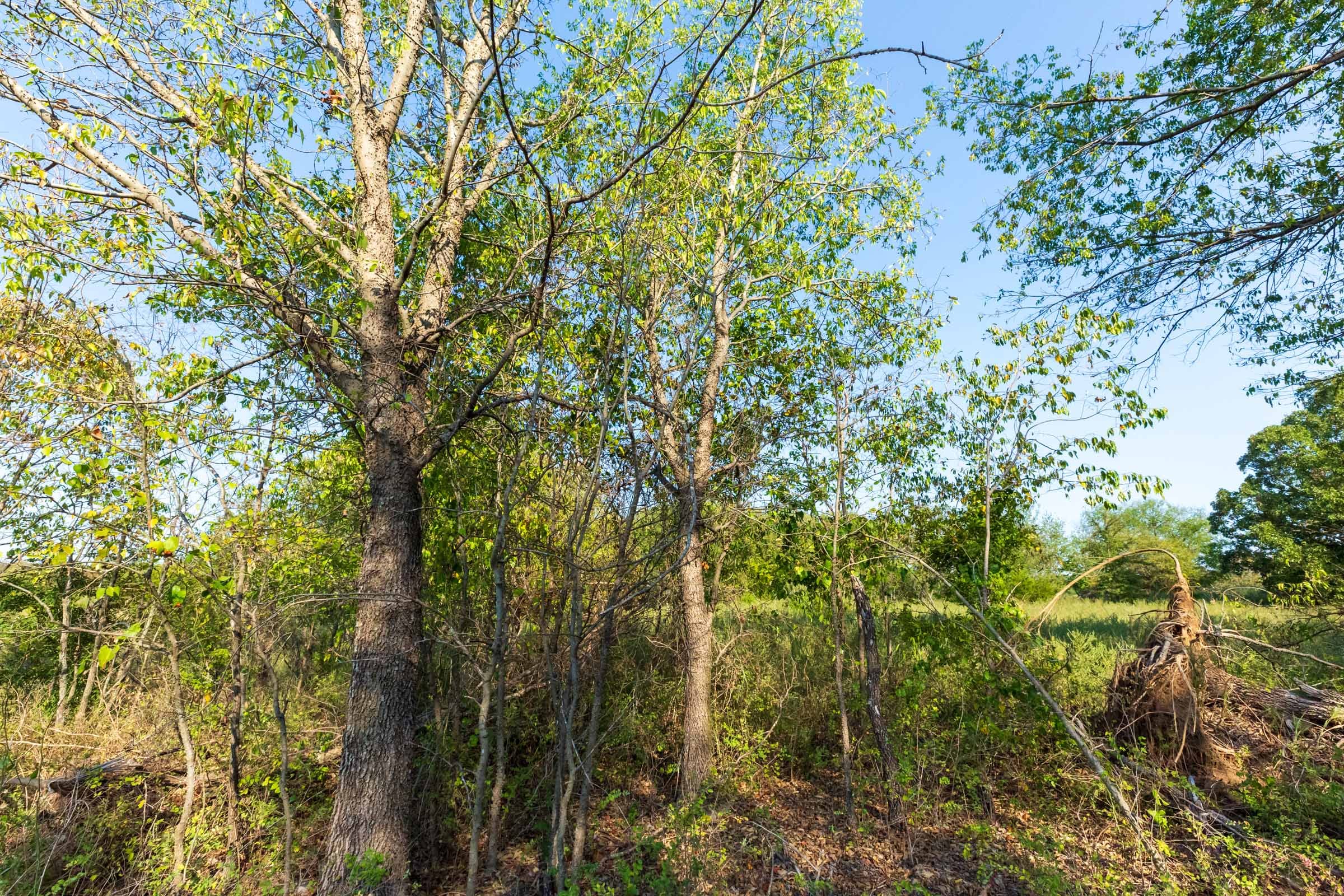 Canyon Creek Tract 18 photo 12