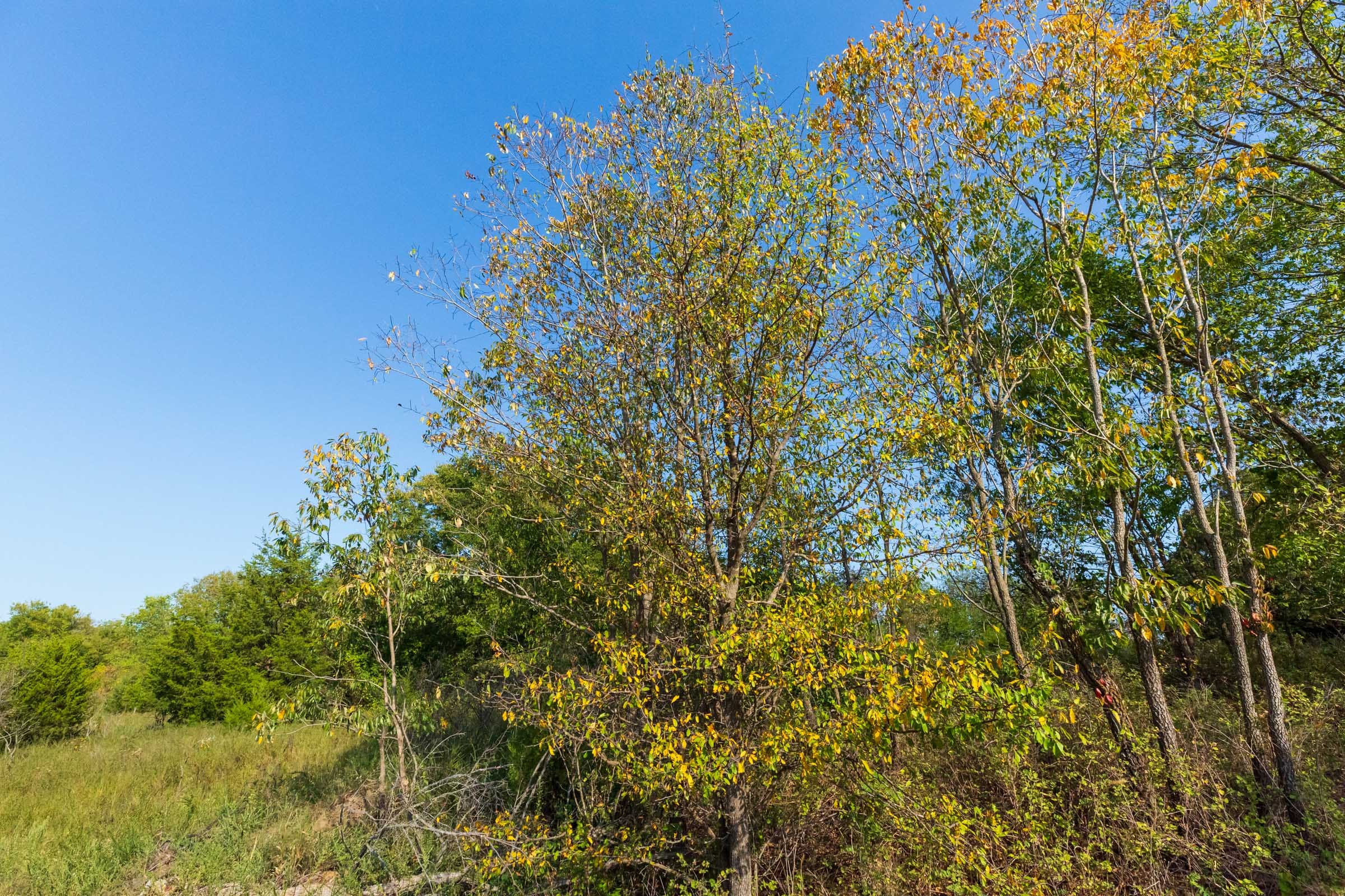Canyon Creek Tract 18 photo 14