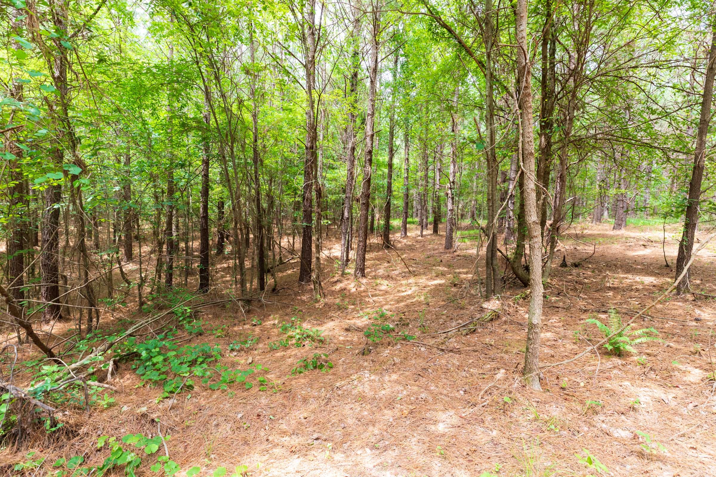 Whiskey Ridge Tract 32 photo 6
