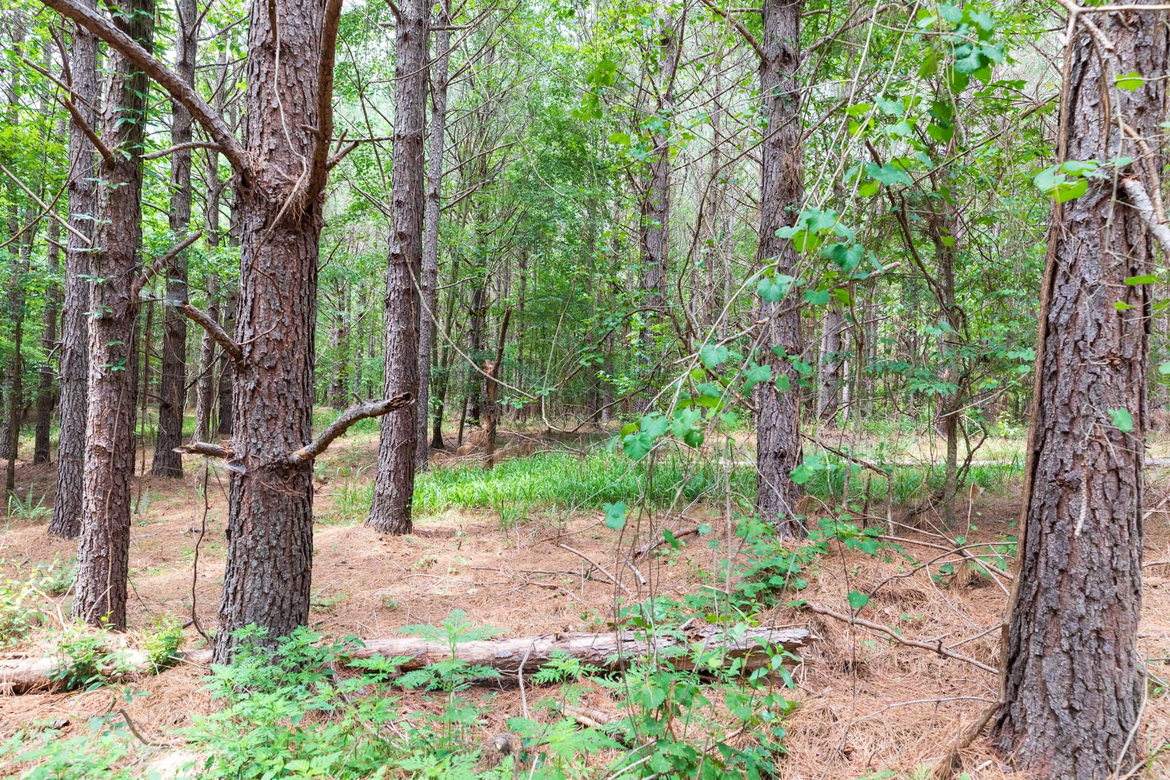 Whiskey Ridge Tract 32 photo 7