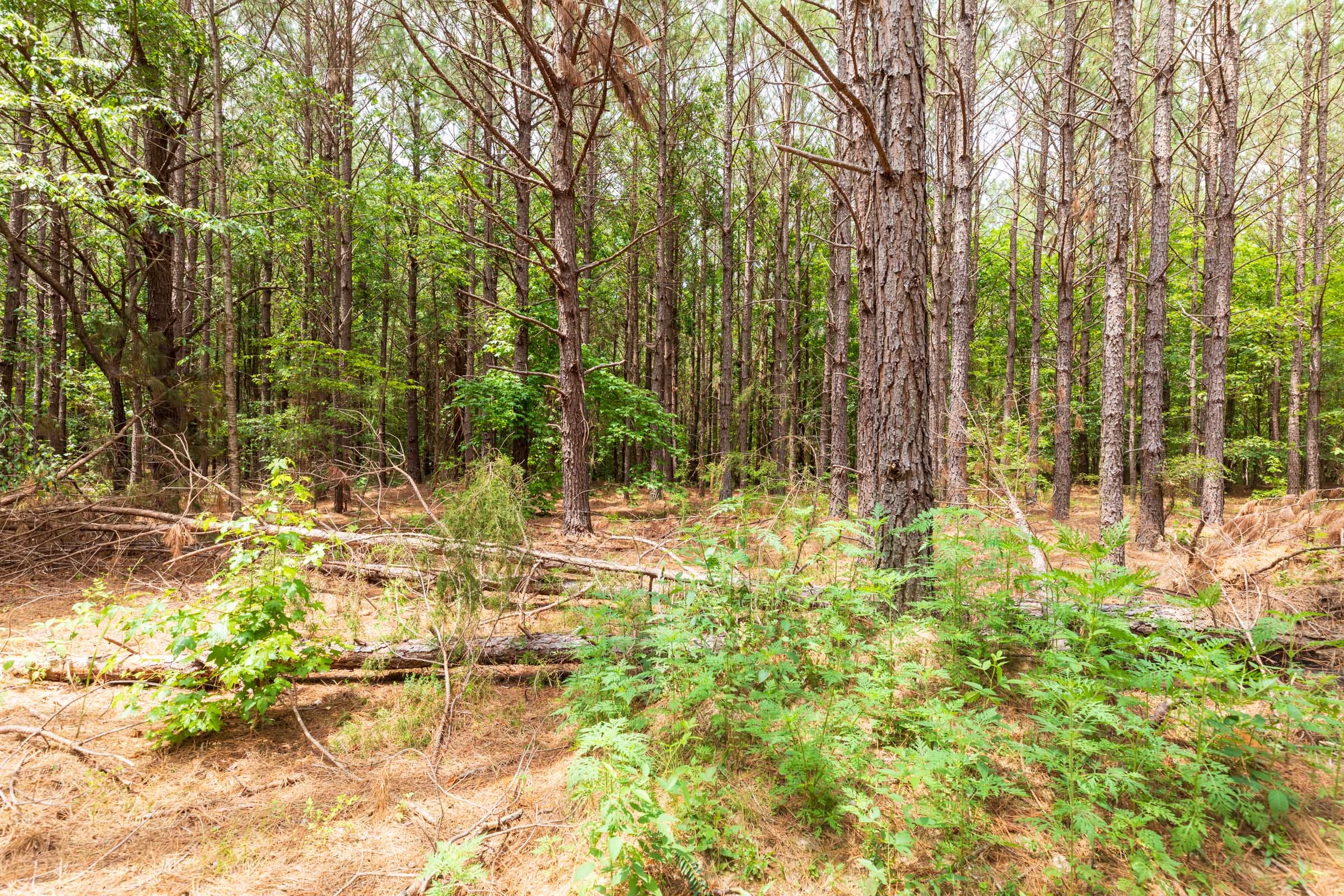 Whiskey Ridge Tract 32 photo 8