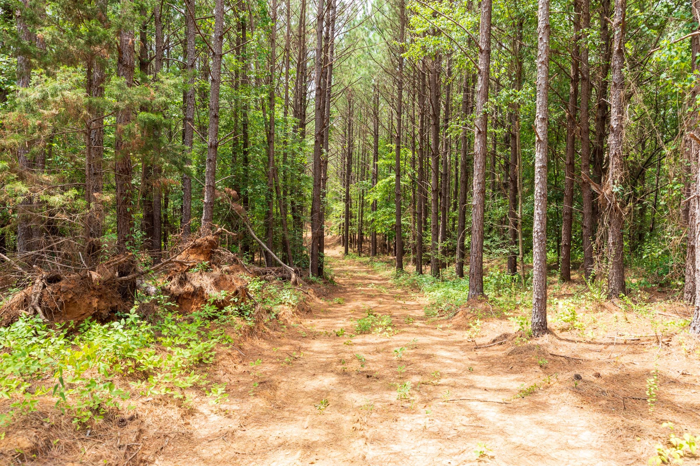 Whiskey Ridge Tract 32 photo 13