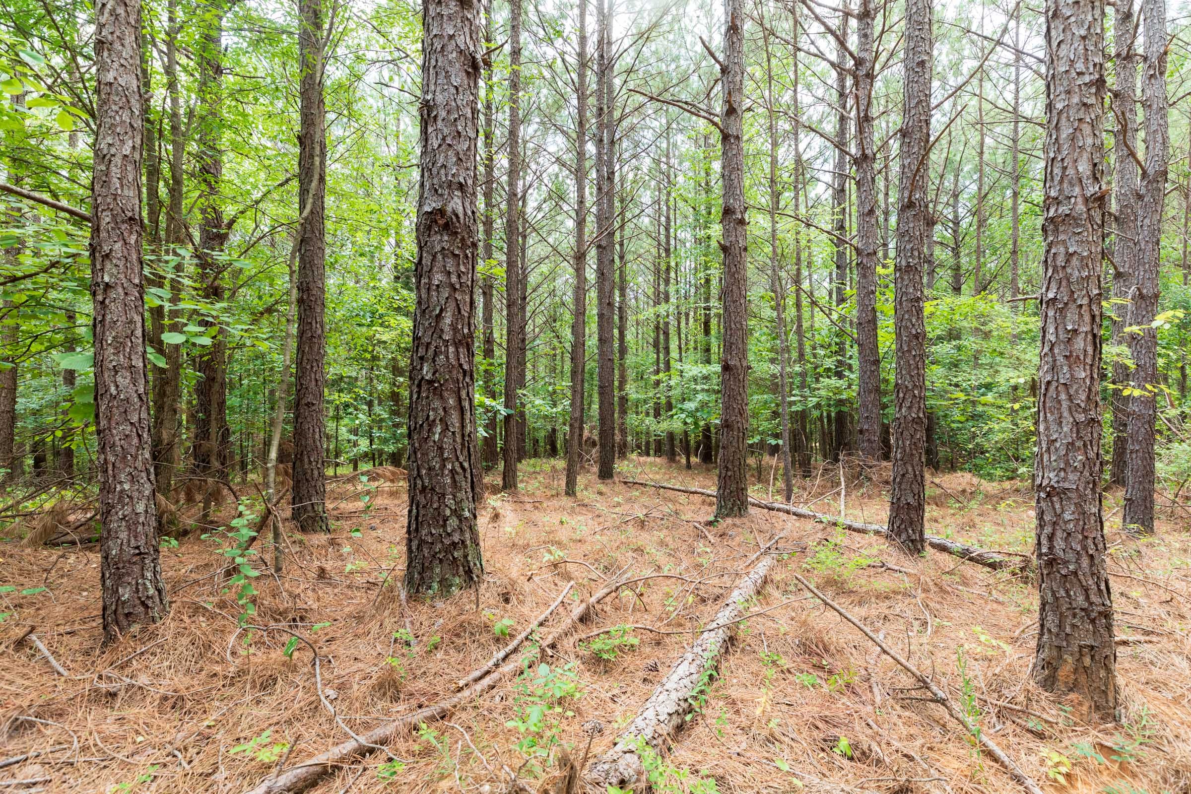 Whiskey Ridge Tract 32 photo 14