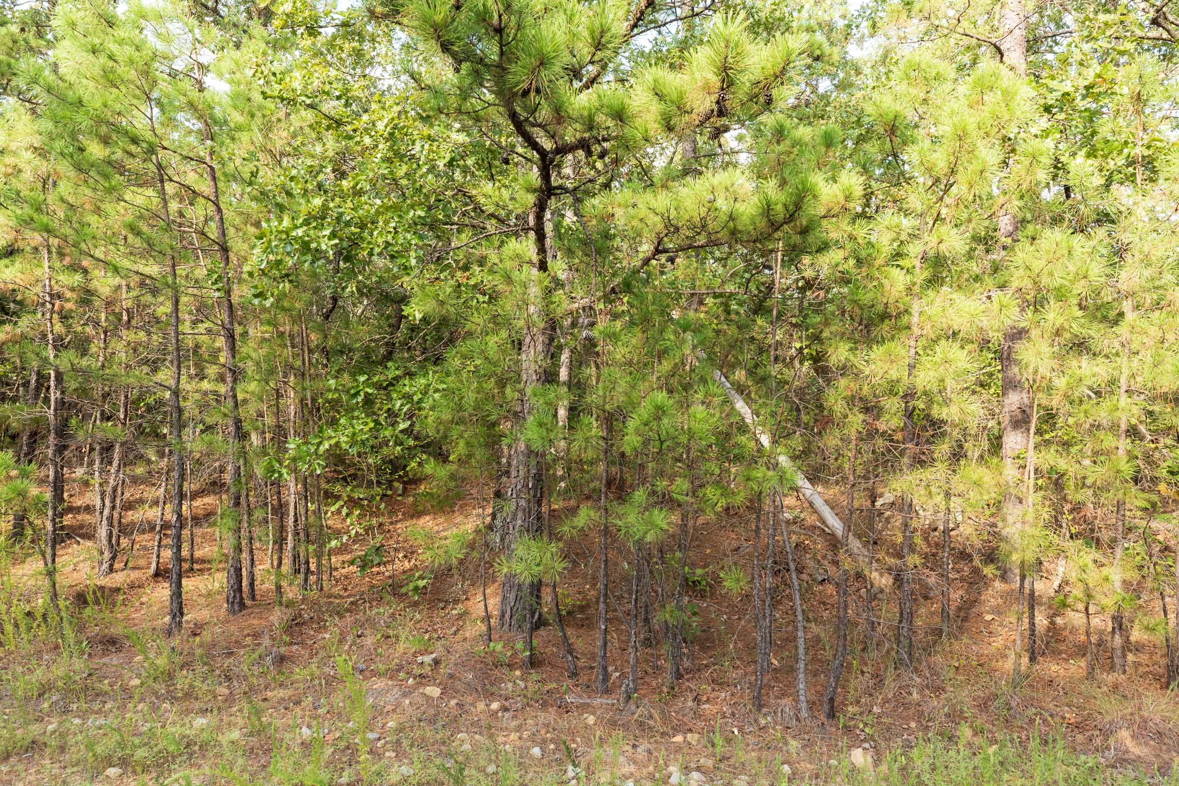 Stone Bridge Phase V Tract 384 photo 11