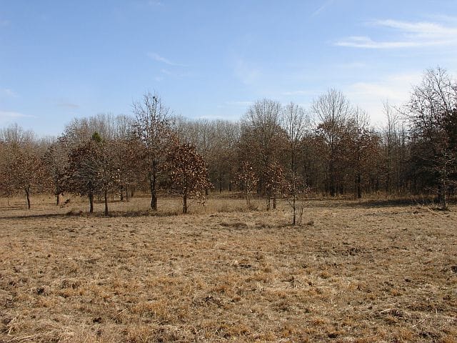 Tranquility Farms Tract 10 photo 7