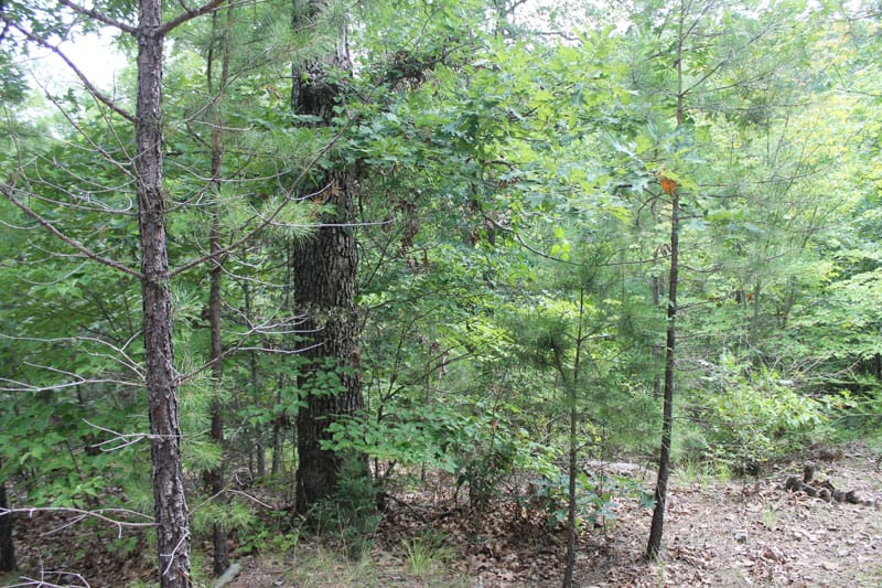 Trophy Ridge Phase III Tract 7 photo 4