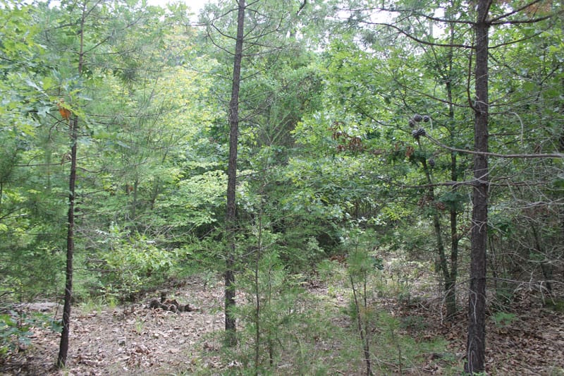 Trophy Ridge Phase III Tract 7 photo 5