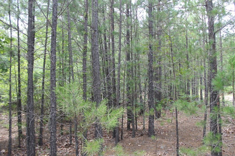 Trophy Ridge Phase III Tract 7 photo 6