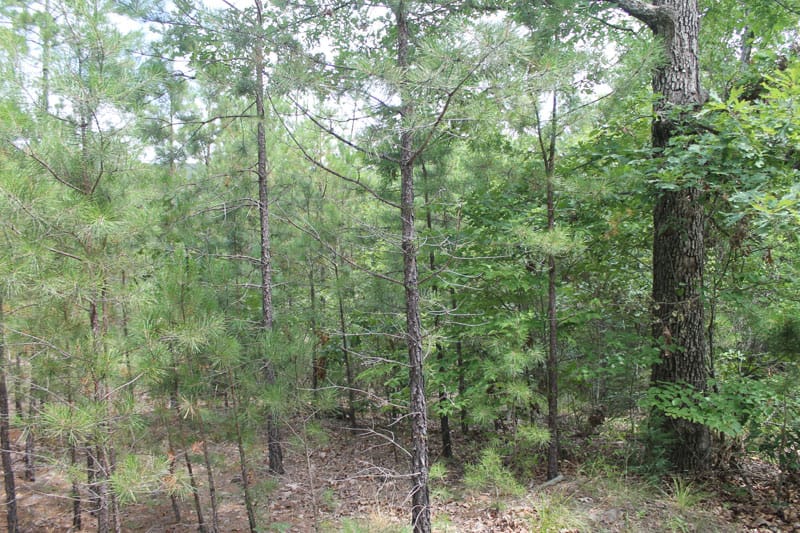 Trophy Ridge Phase III Tract 7 photo 7
