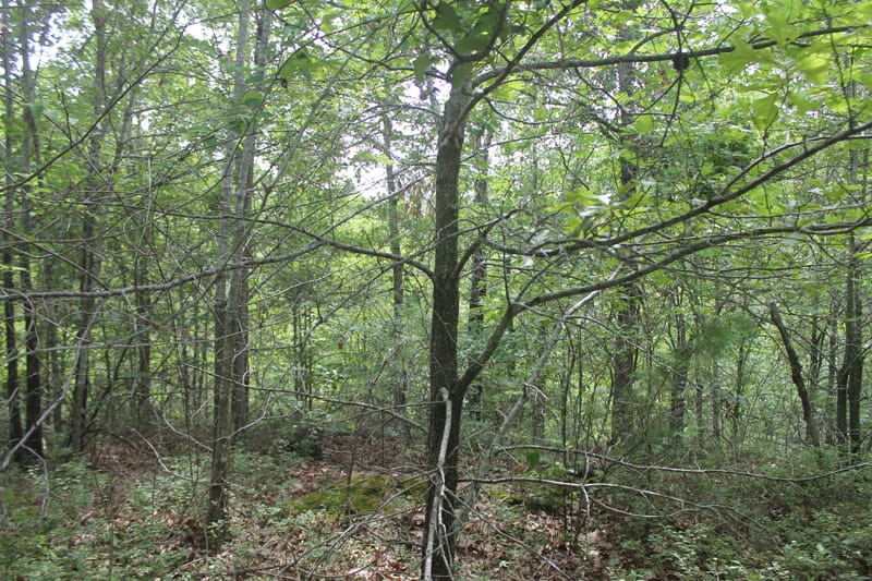 Trophy Ridge Phase III Tract 7 photo 8
