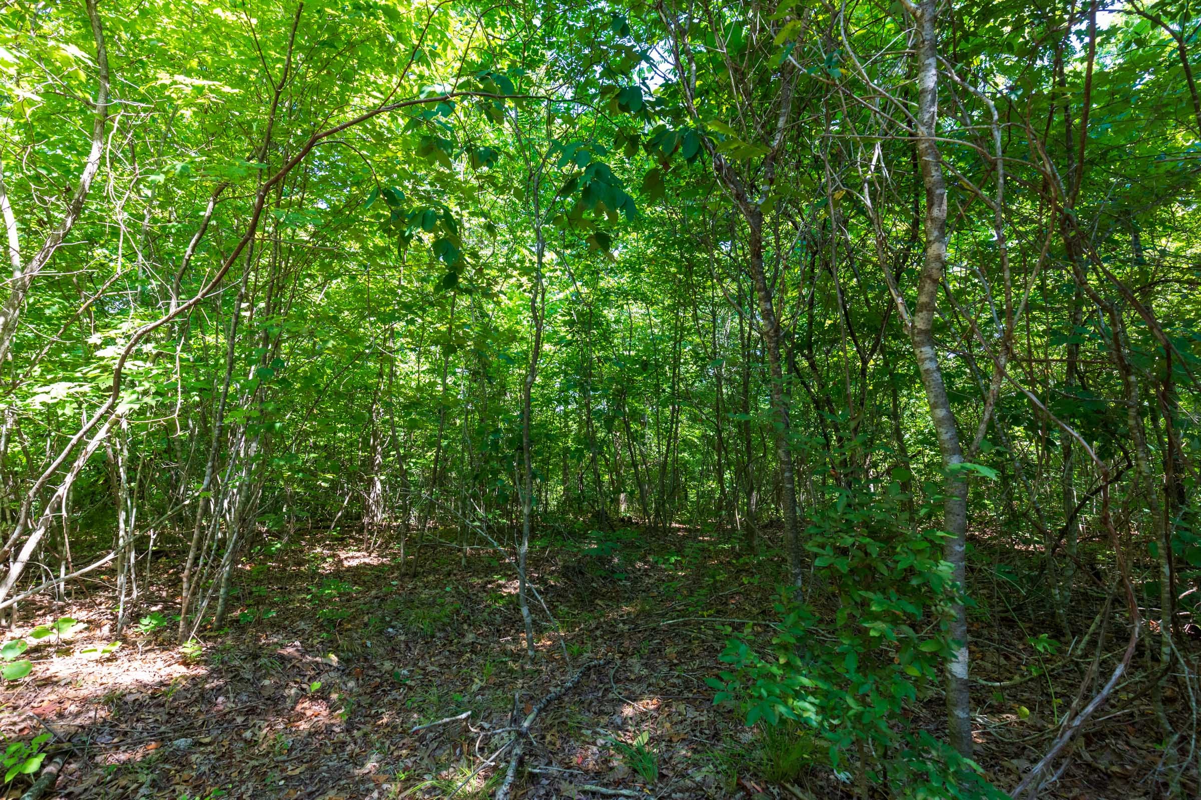 Cypress Ridge Tract 28 photo 5