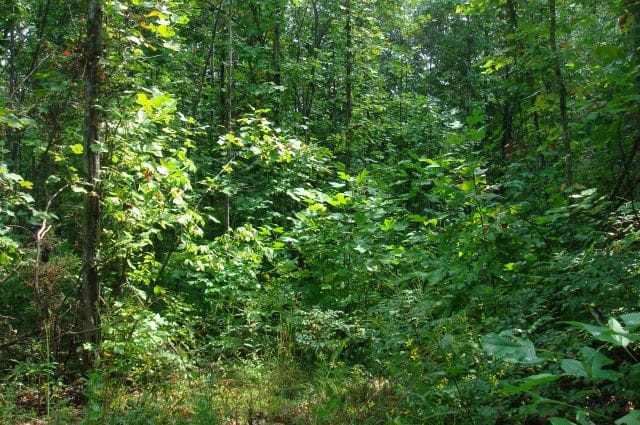 Sugartree Falls Tract 27 photo 1