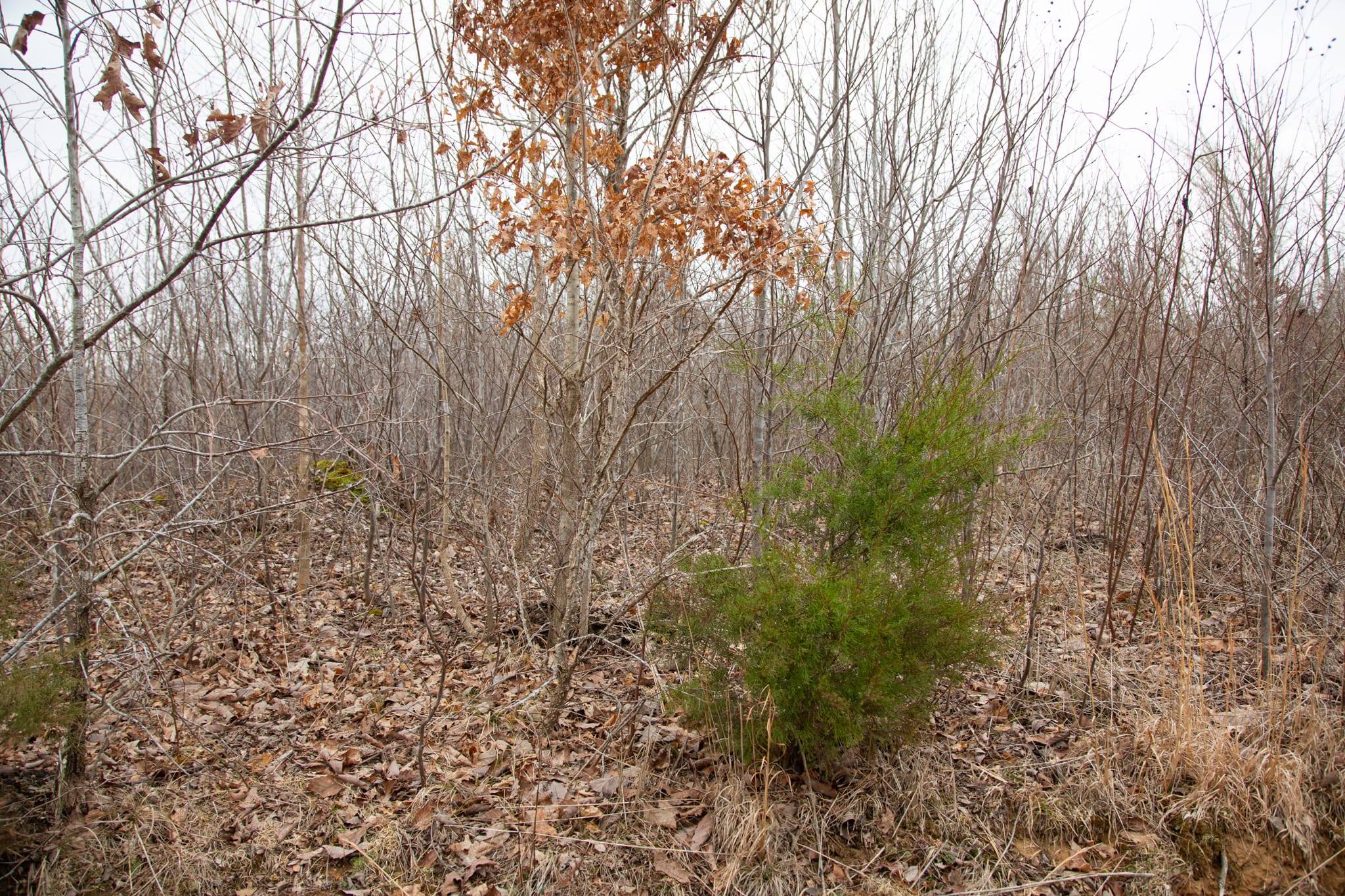 Southwind Ranch Tract 15 photo 6