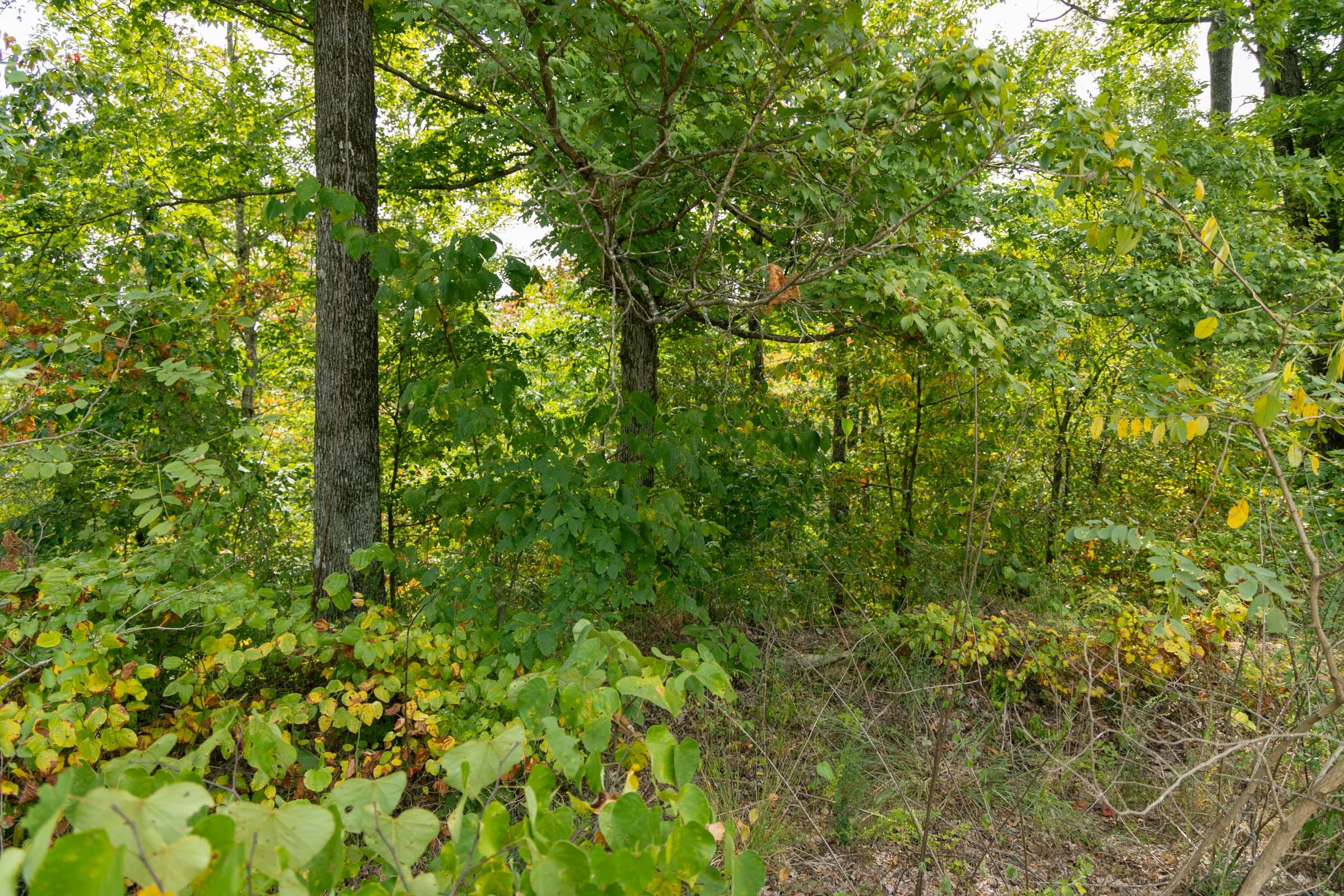 Big White Oak Tract 47 photo 5