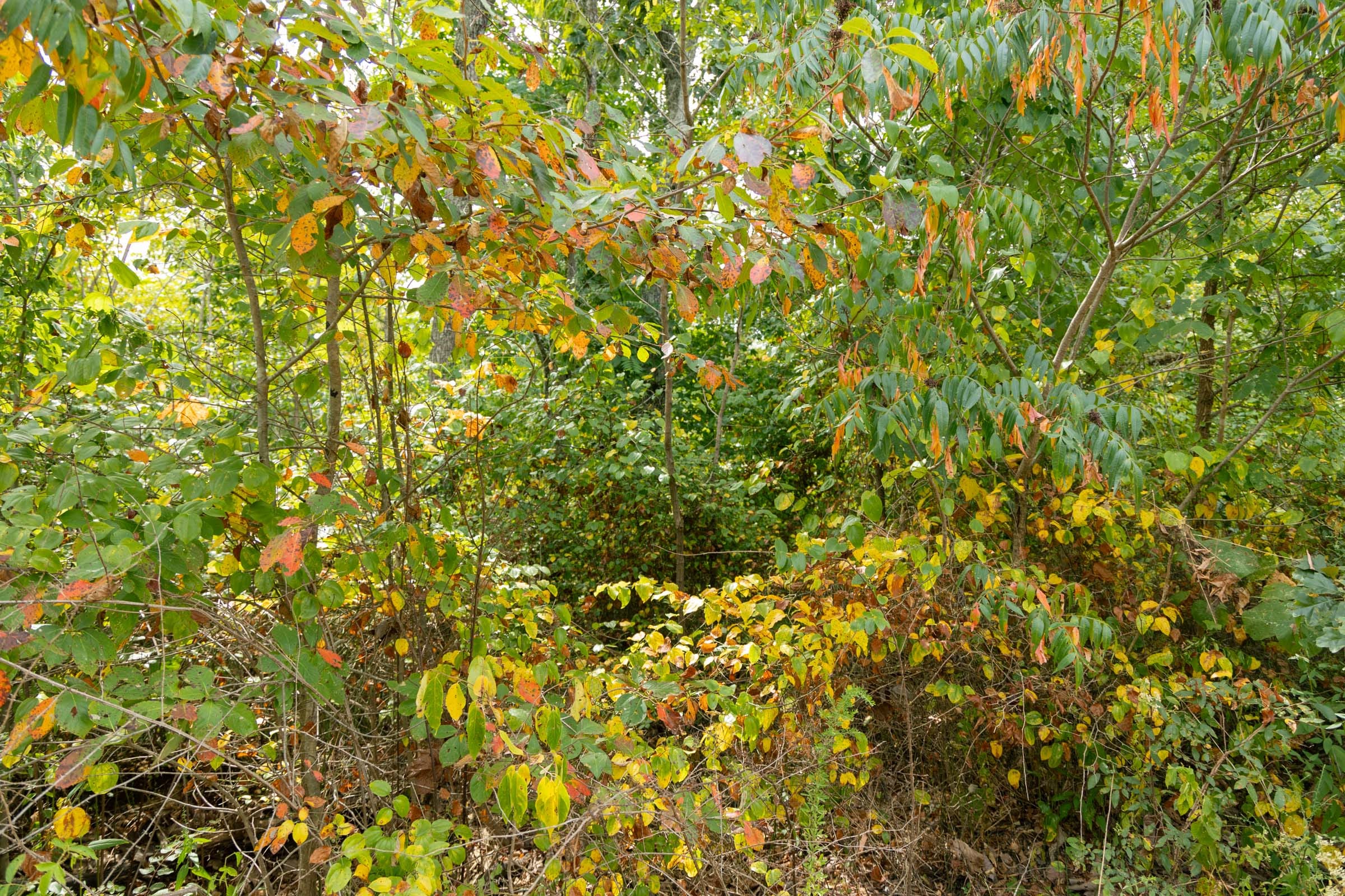 Big White Oak Tract 47 photo 4