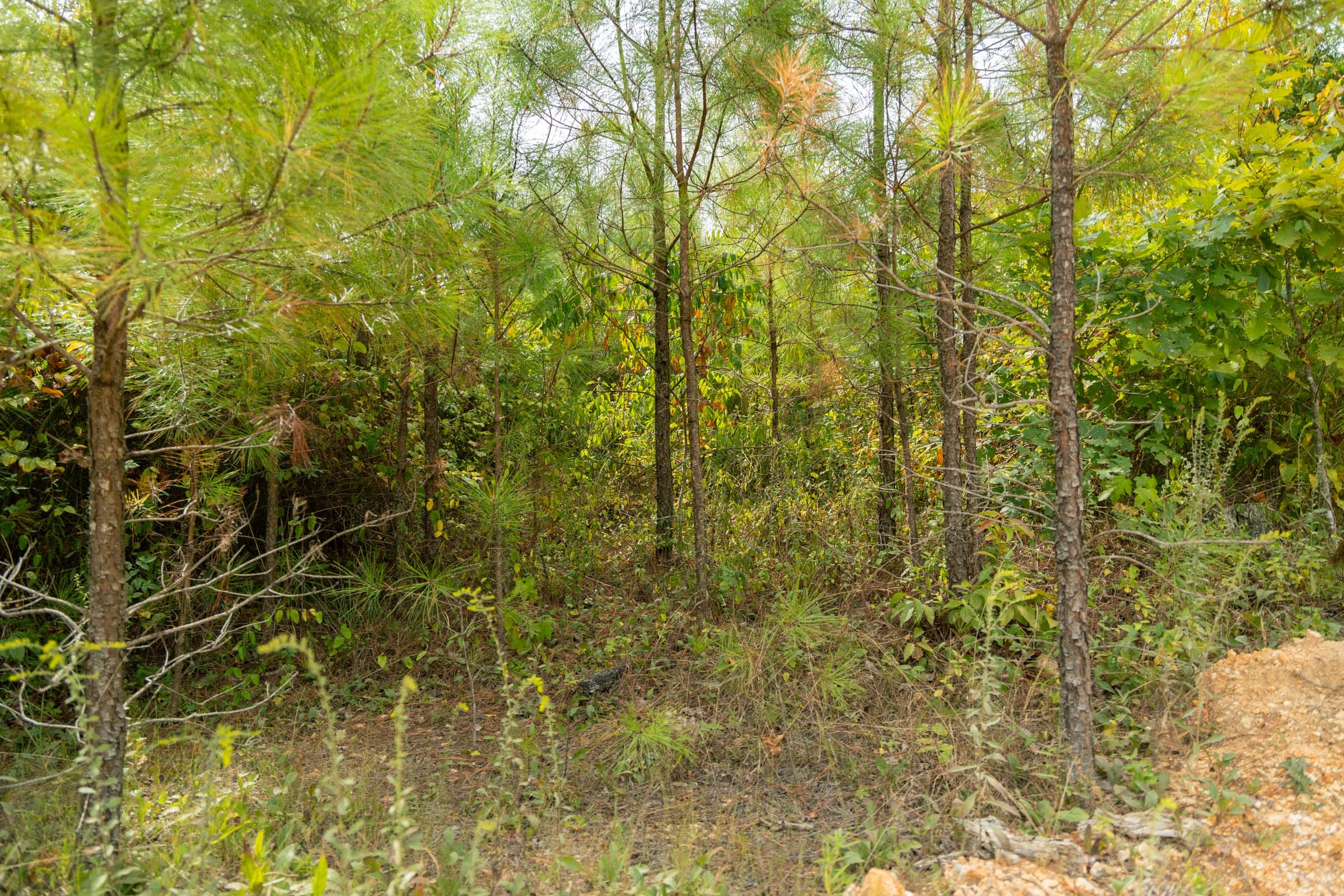Big White Oak Tract 47 photo 8