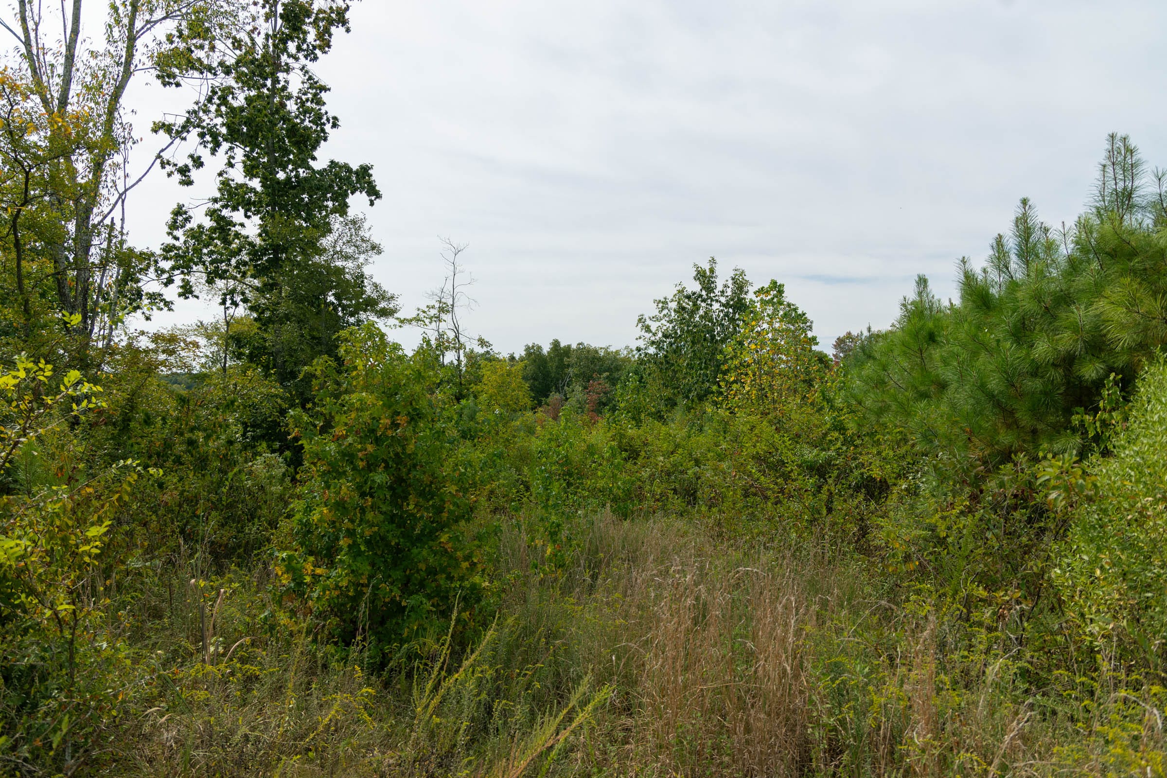 Big White Oak Tract 47 photo 7