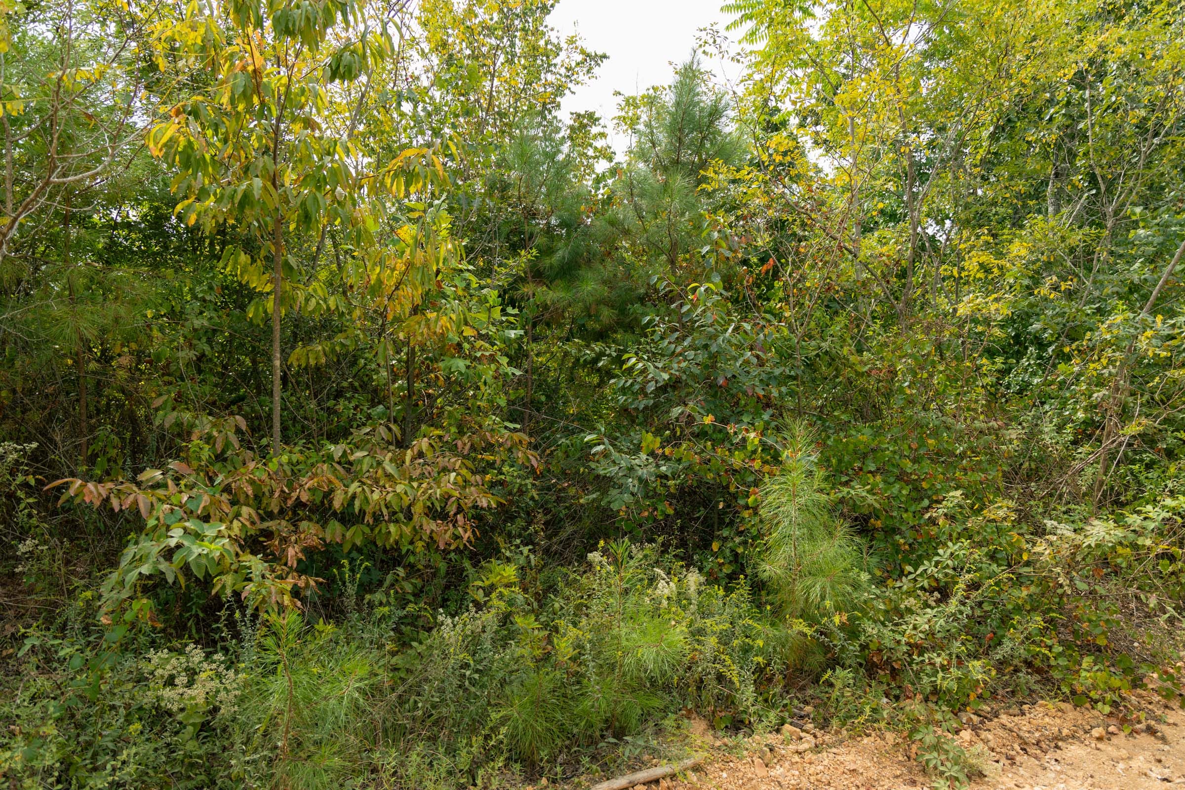 Big White Oak Tract 47 photo 6