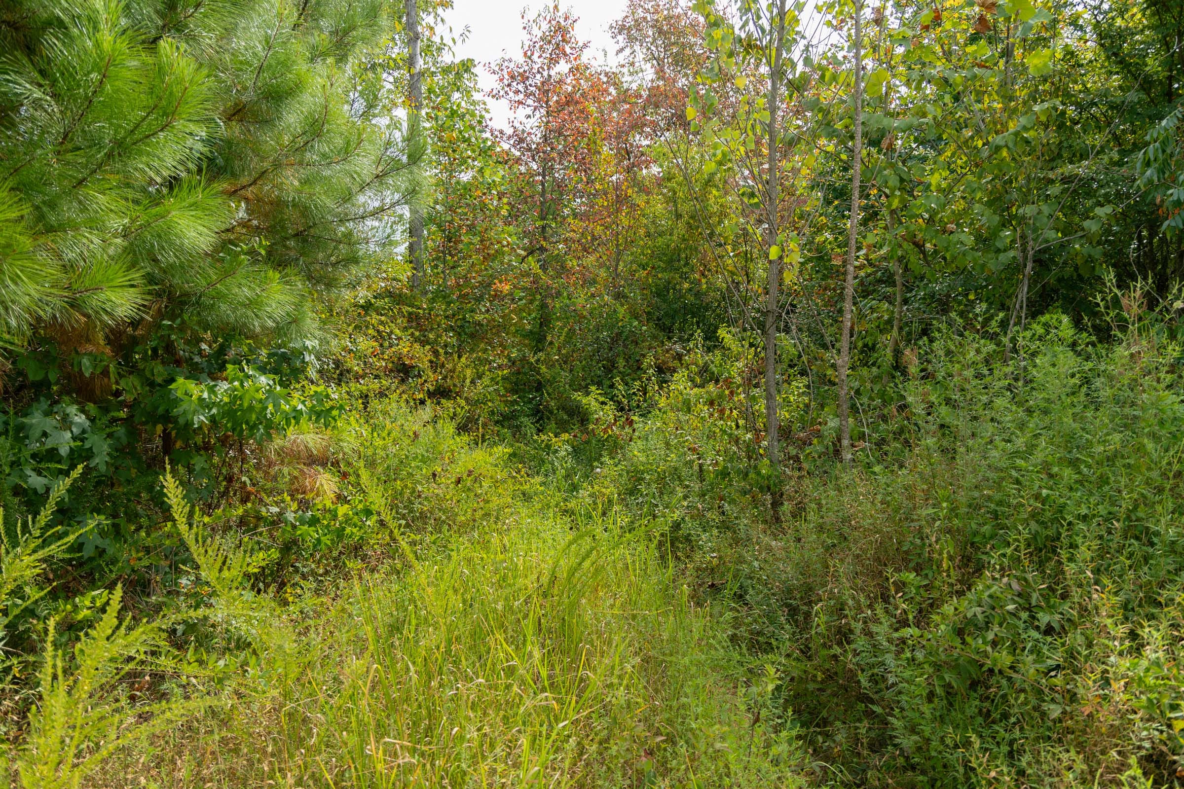 Big White Oak Tract 47 photo 3