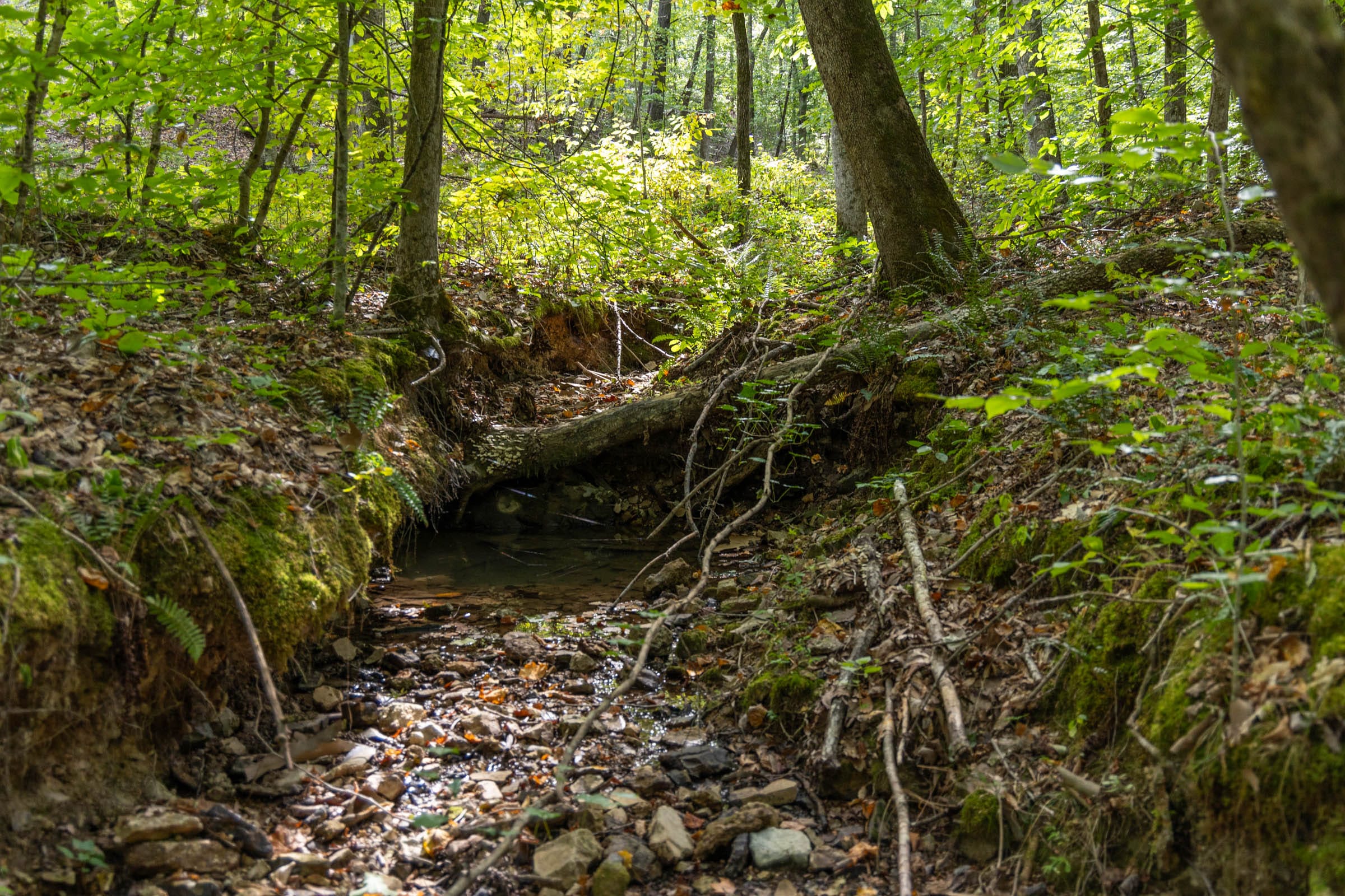 Big White Oak photo 15