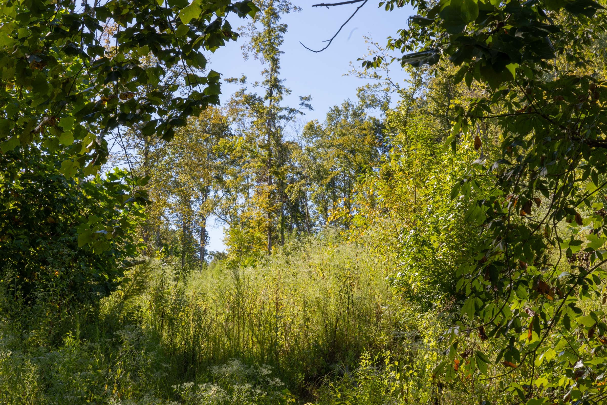 Big White Oak Tract 12 photo 7