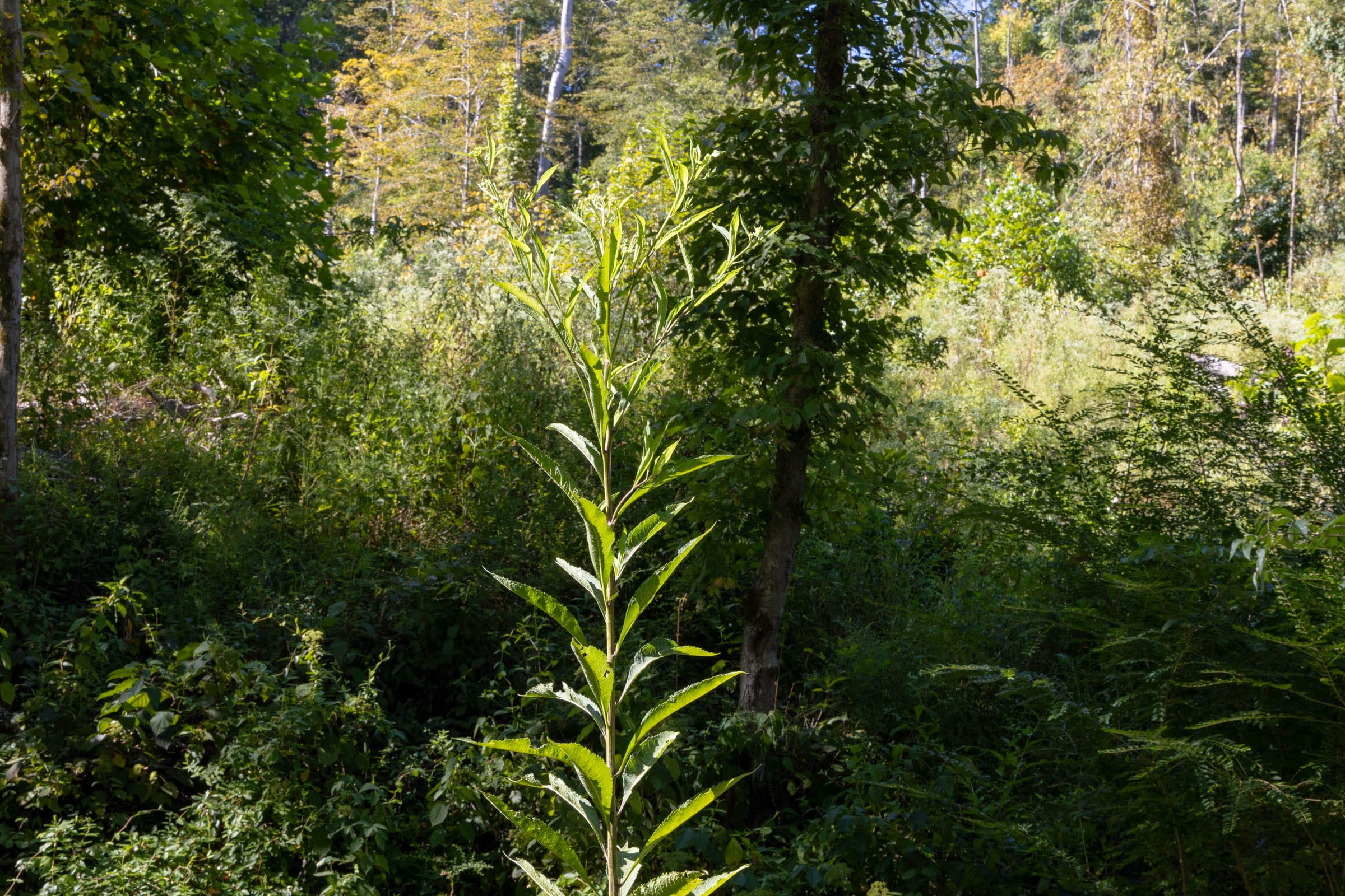 Big White Oak Tract 12 photo 6