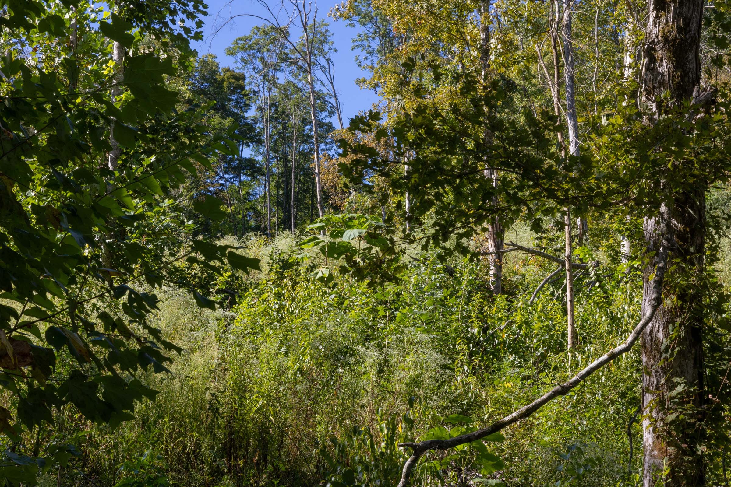 Big White Oak Tract 12 photo 2
