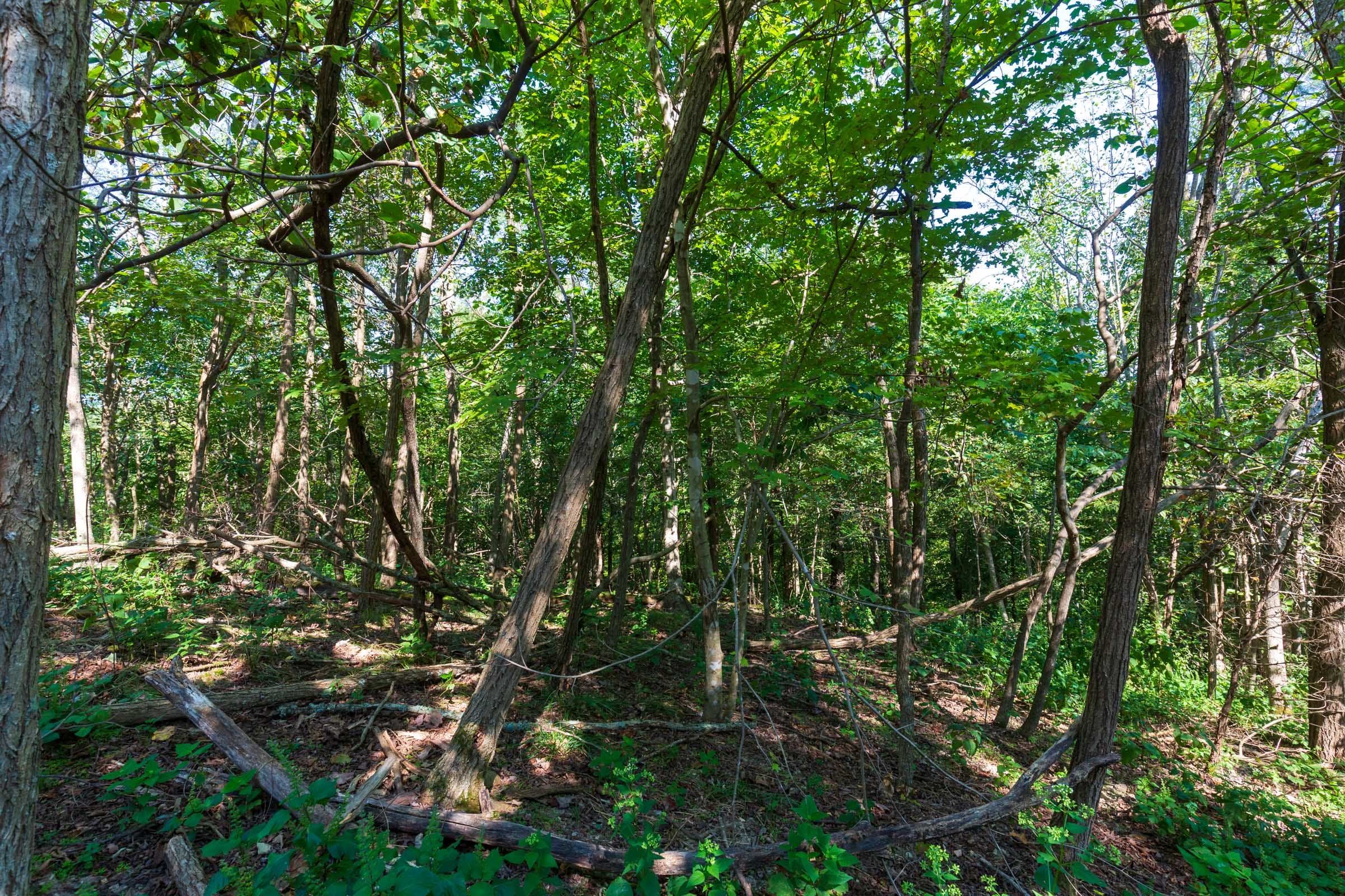 Redemption Ridge Tract 14 photo 4
