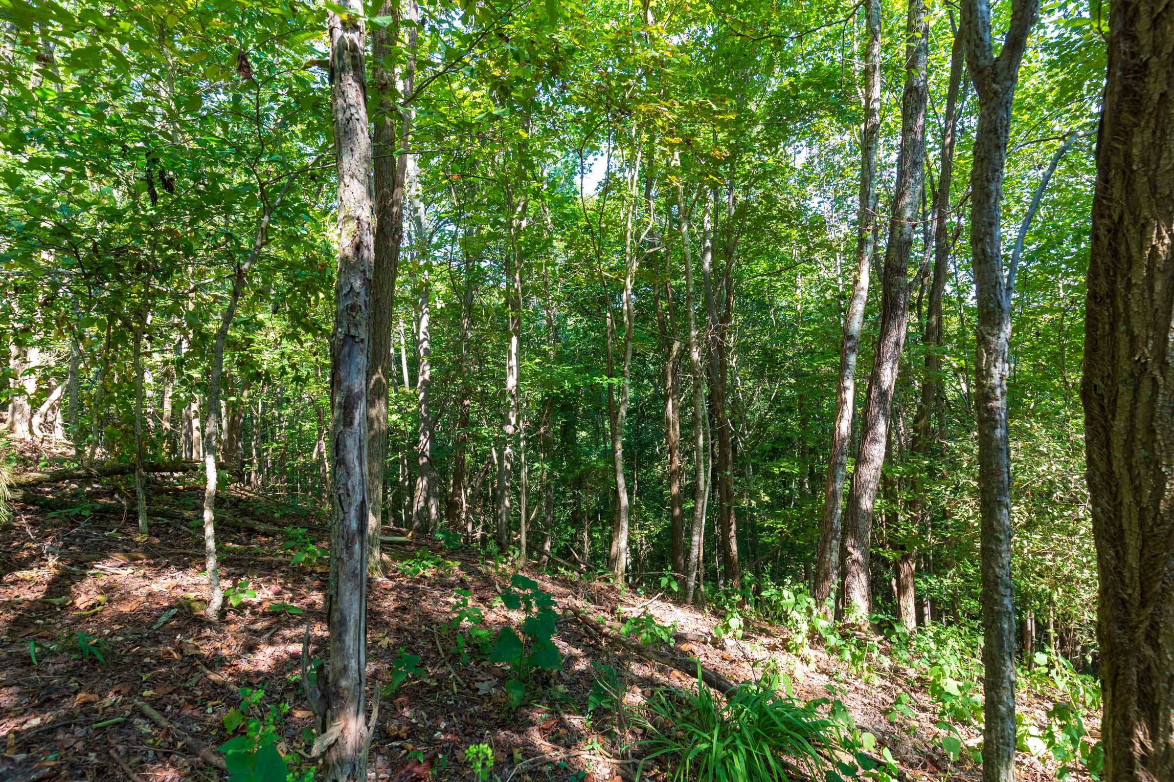 Redemption Ridge Tract 14 photo 7