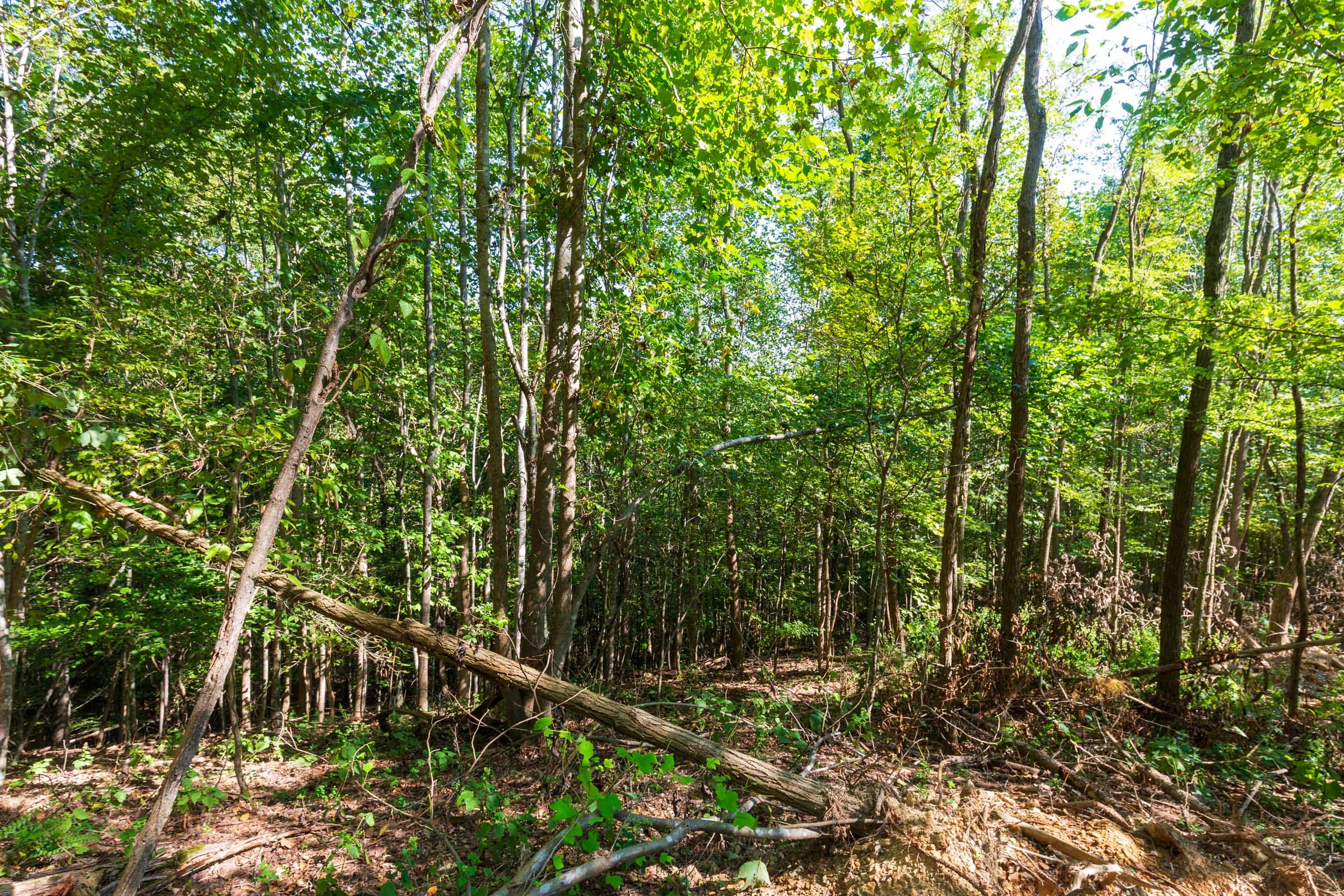 Redemption Ridge Tract 14 photo 11