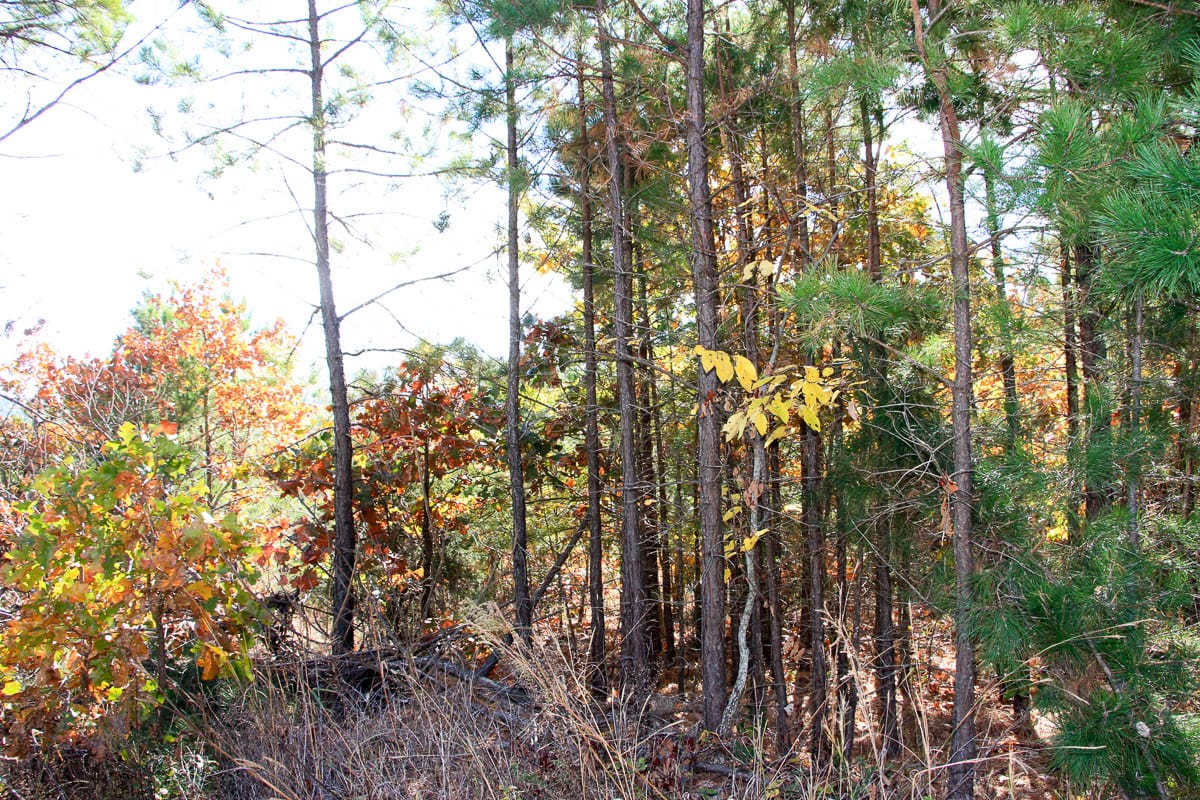 Stone Creek Phase III Tract 33 photo 3