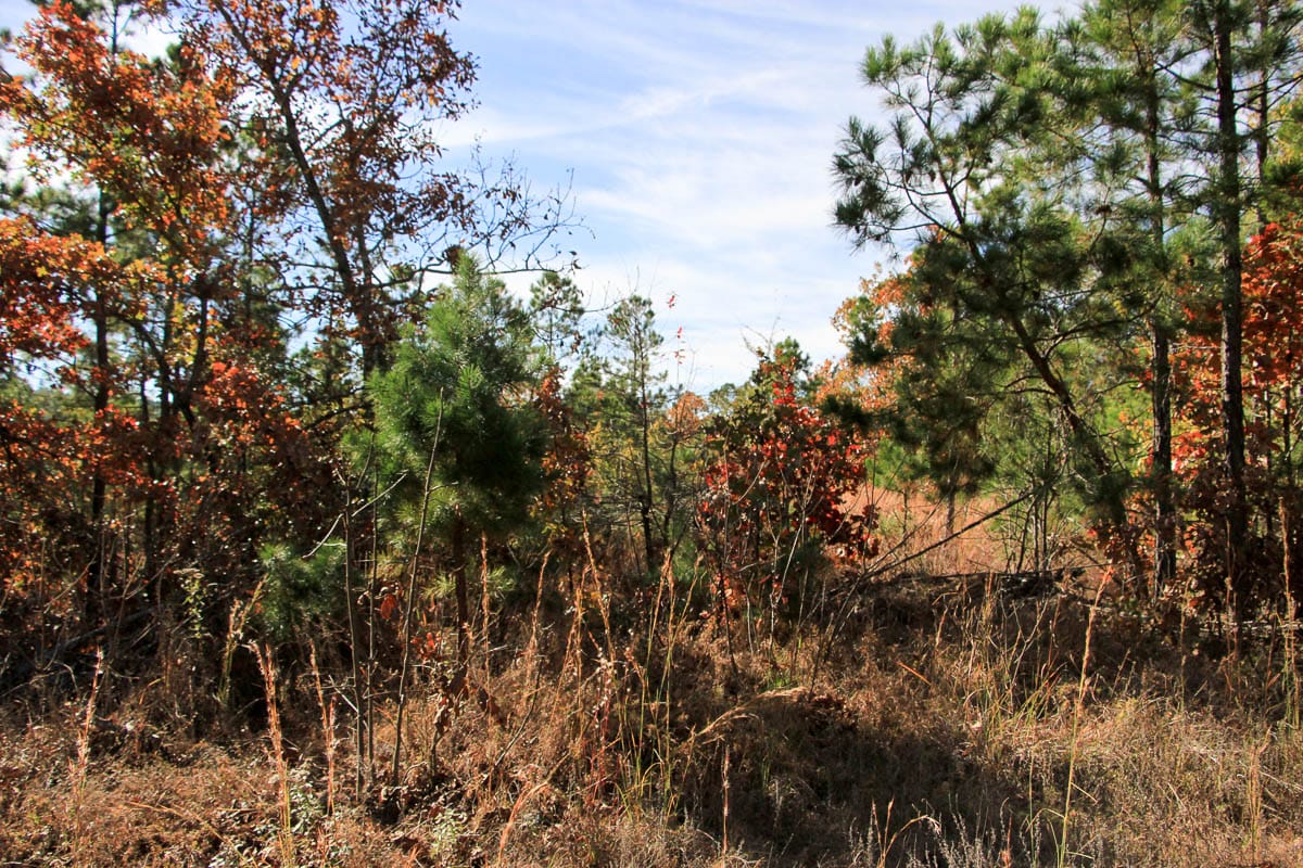 Stone Creek Phase III Tract 33 photo 4