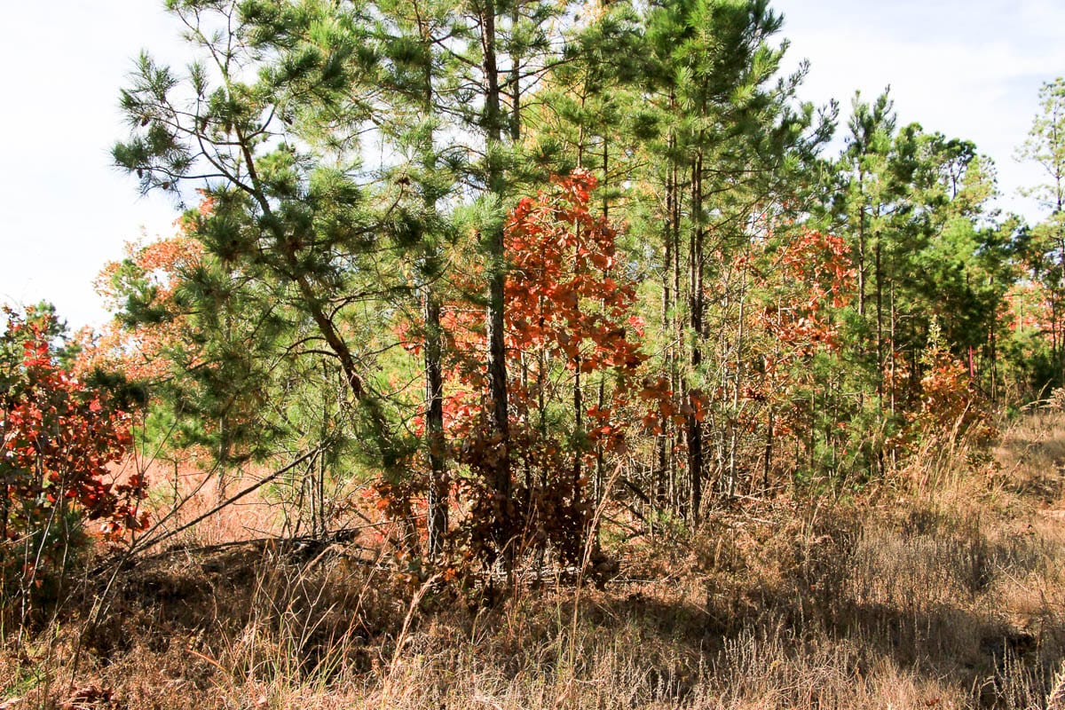Stone Creek Phase III Tract 33 photo 5