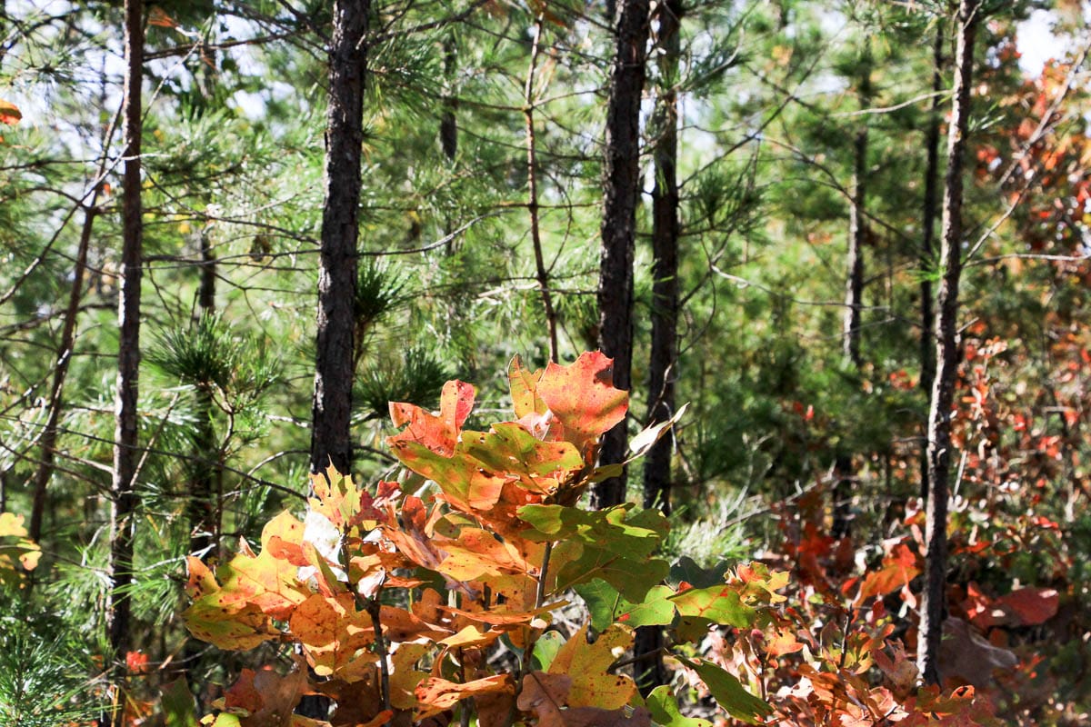 Stone Creek Phase III Tract 33 photo 6