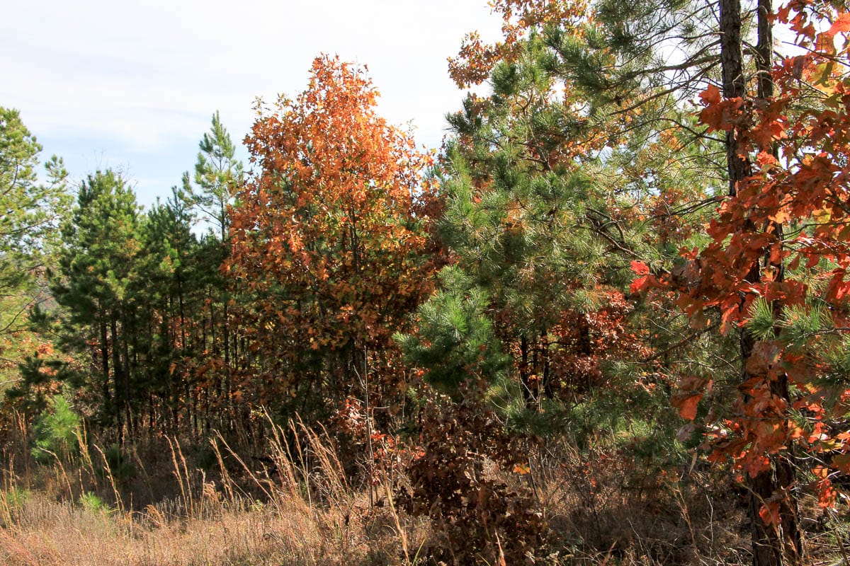 Stone Creek Phase III Tract 33 photo 7