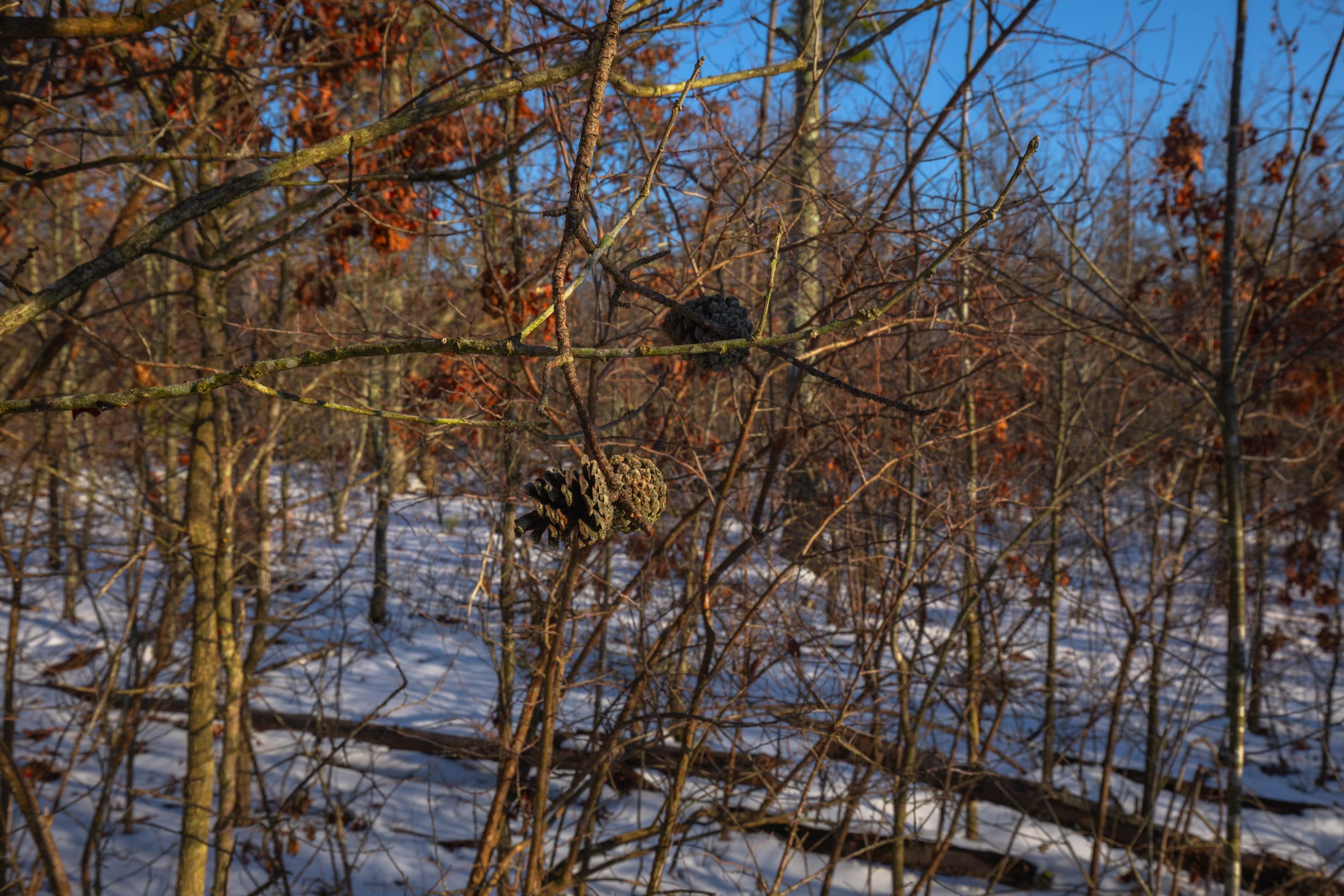 Sleepy Hollow Phase I Tract 42 photo 6
