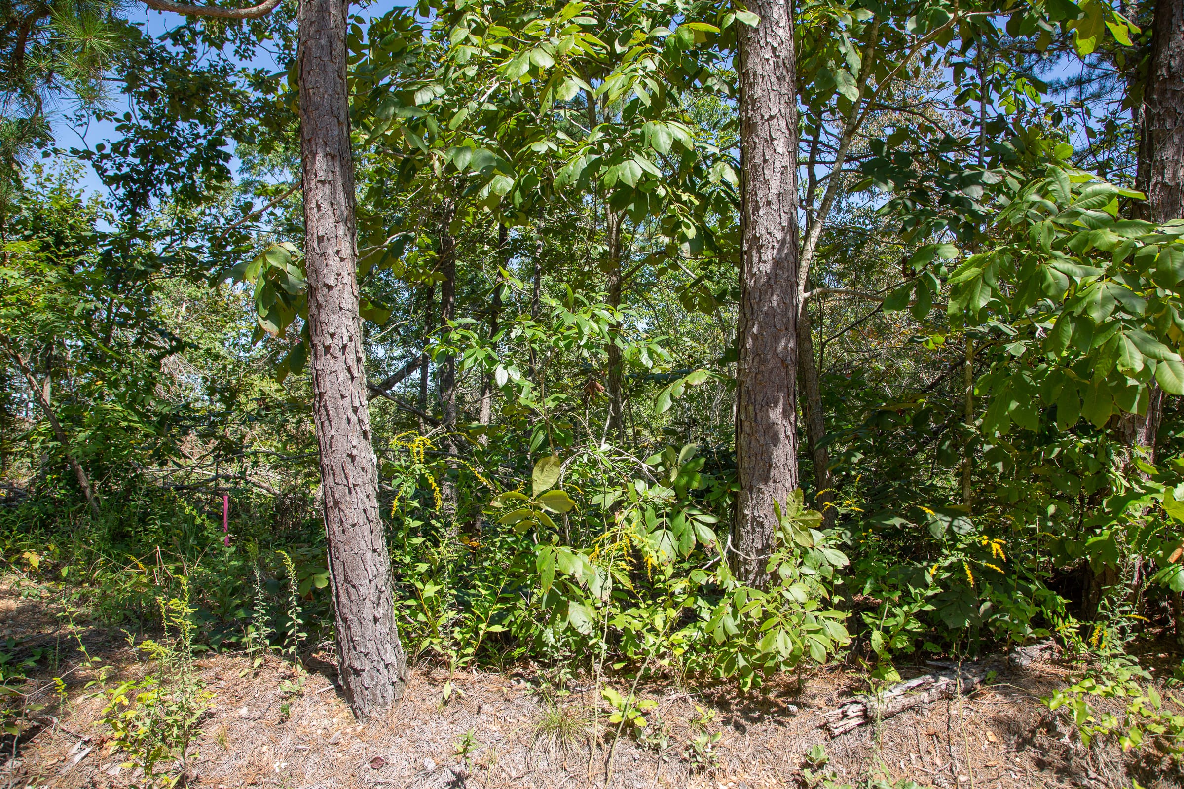 Borgmann’s Hollow Phase III Tract 85 photo 2