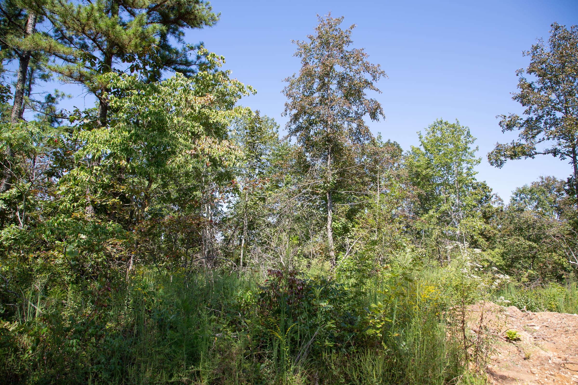Borgmann’s Hollow Phase III Tract 85 photo 3