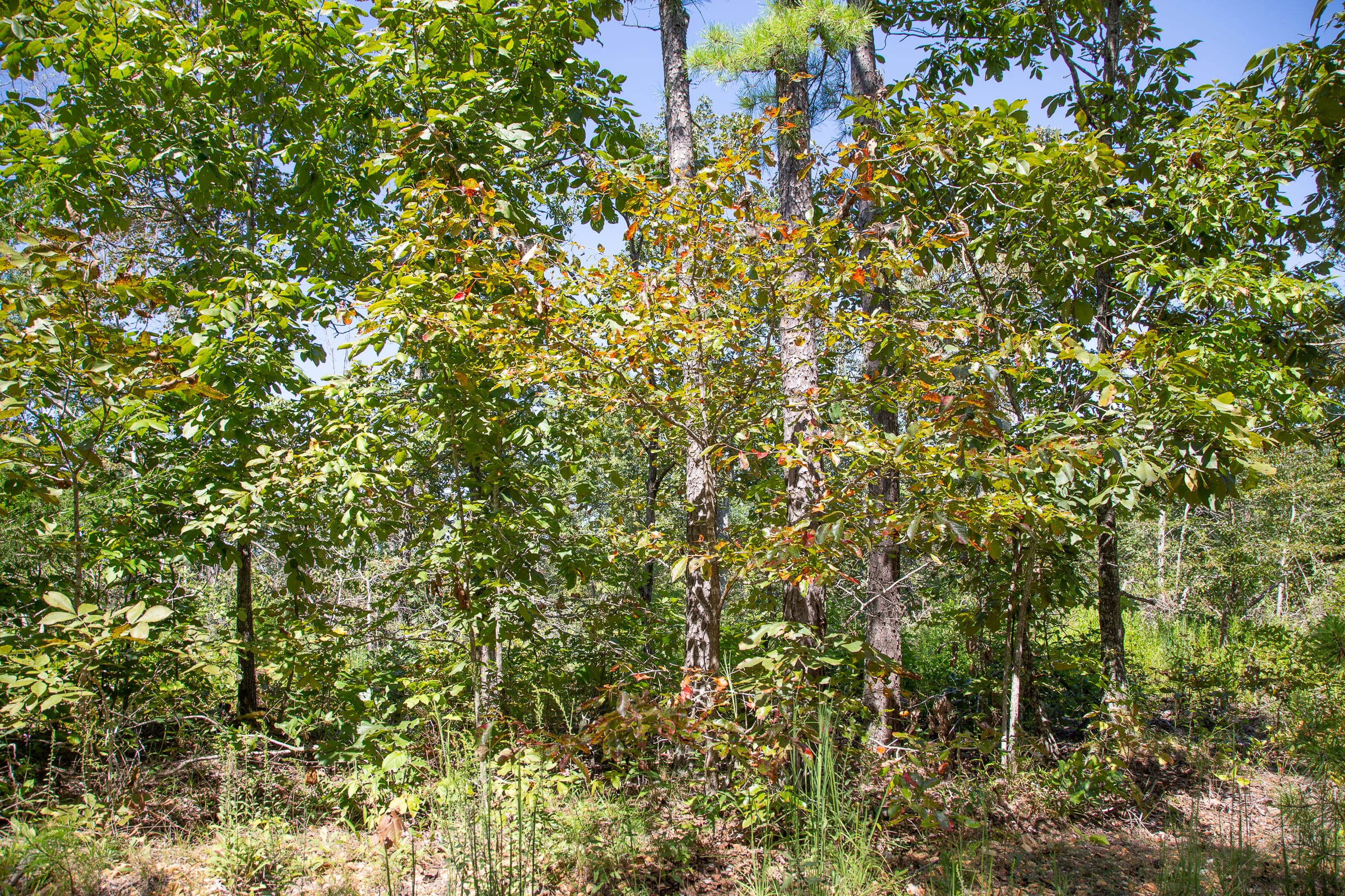 Borgmann’s Hollow Phase III Tract 85 photo 4