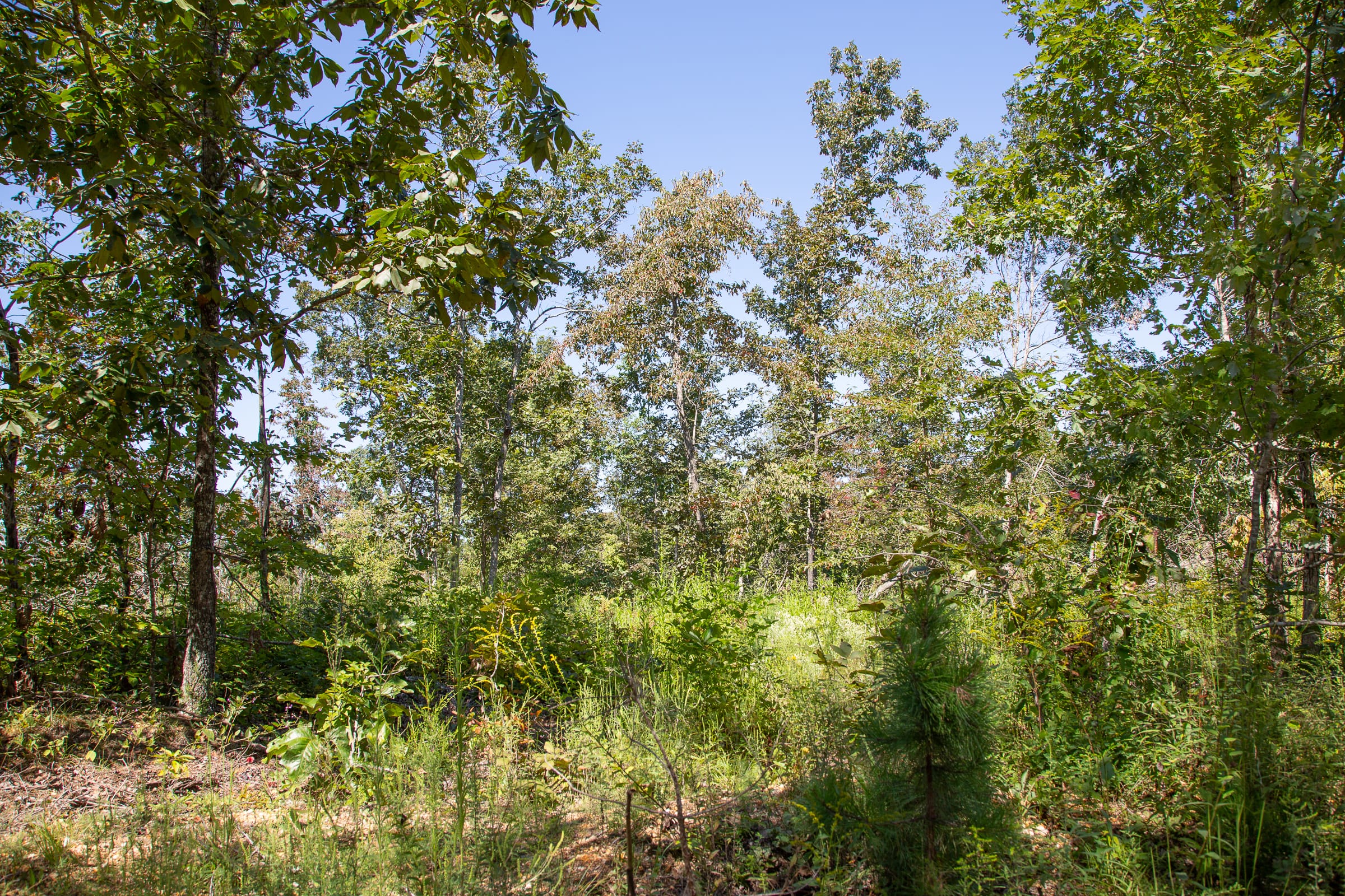 Borgmann’s Hollow Phase III Tract 85 photo 5