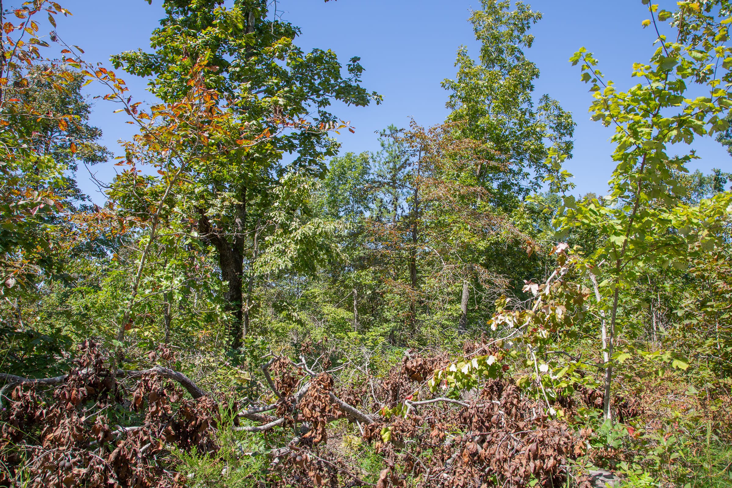 Borgmann’s Hollow Phase III Tract 85 photo 7