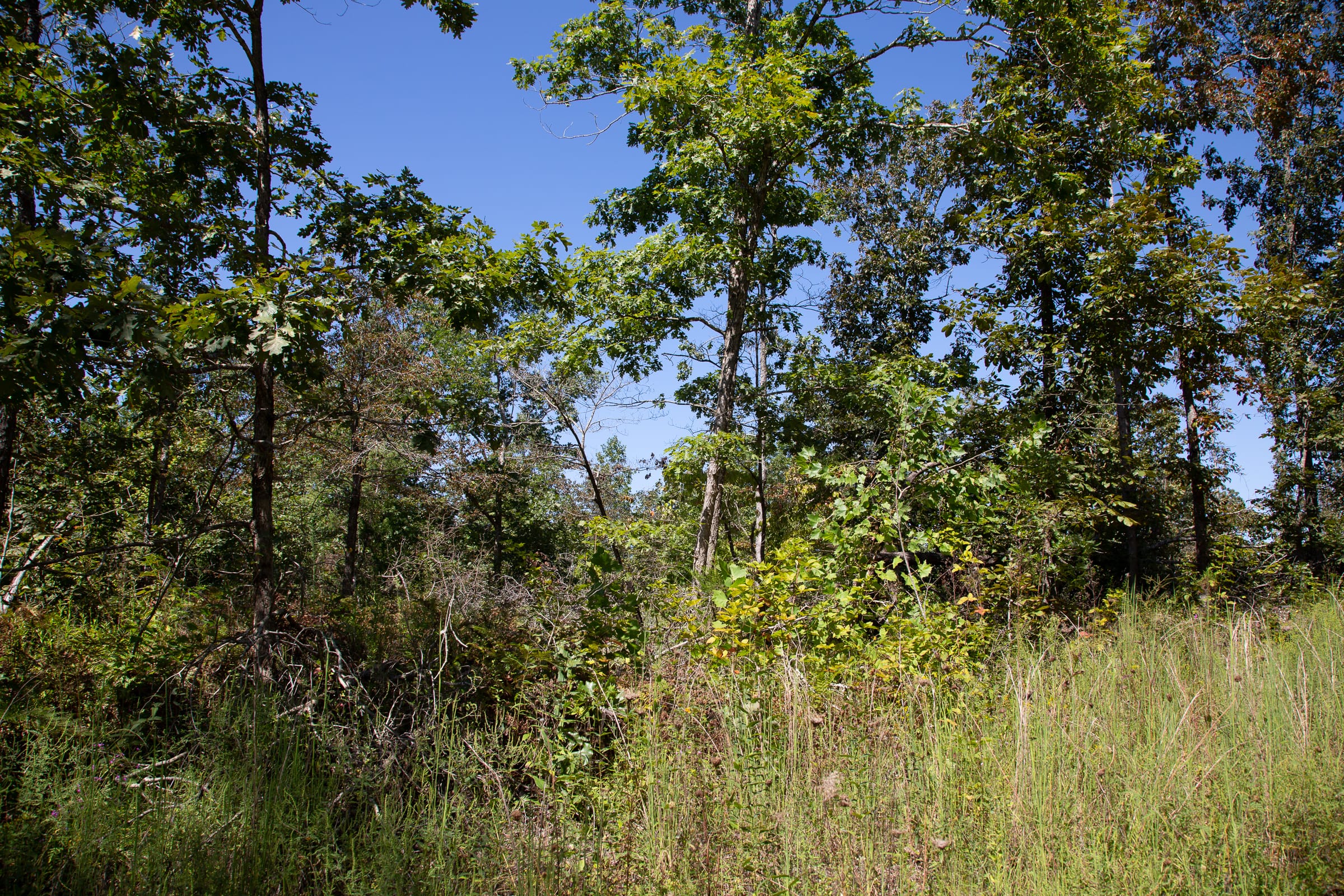 Borgmann’s Hollow Phase III Tract 85 photo 8
